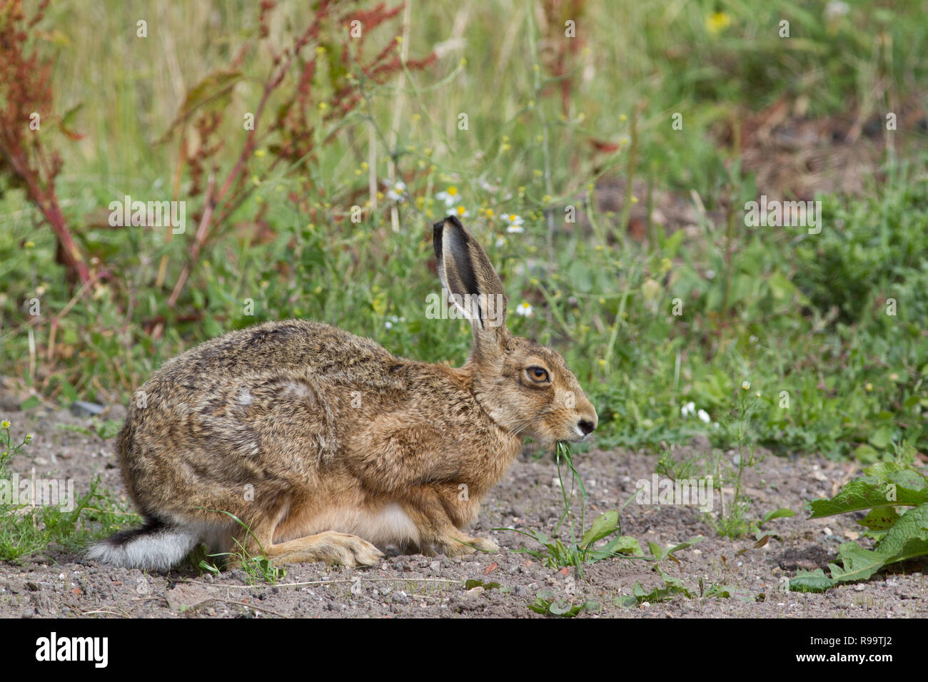 Europäische Hase oder Feldhase, Lepus europaeus, Großbritannien Stockfoto