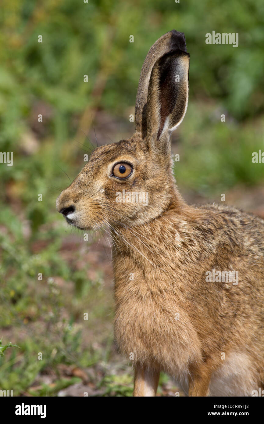 Europäische Hase oder Feldhase, Lepus europaeus, Großbritannien Stockfoto