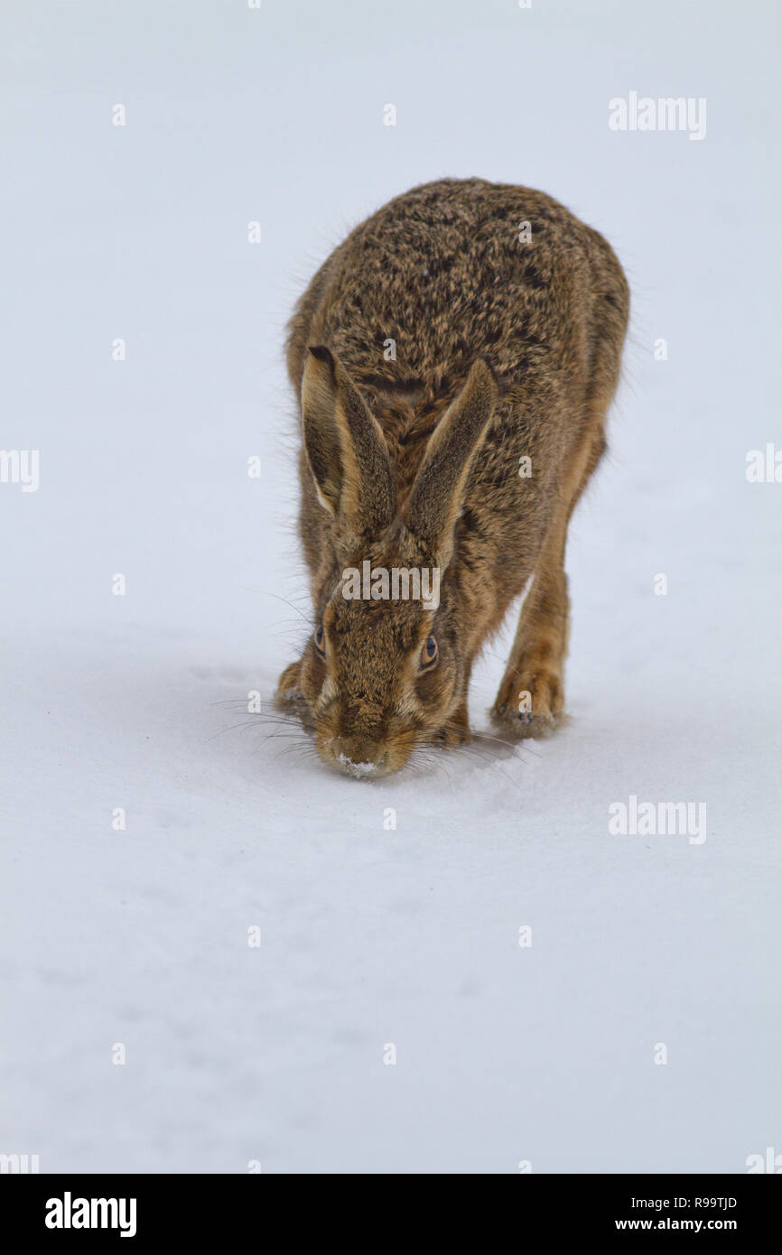 Europäische Hase oder Feldhase, Lepus europaeus, Großbritannien Stockfoto