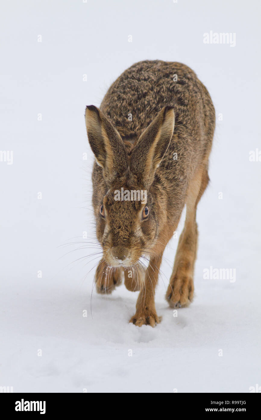 Europäische Hase oder Feldhase, Lepus europaeus, Großbritannien Stockfoto