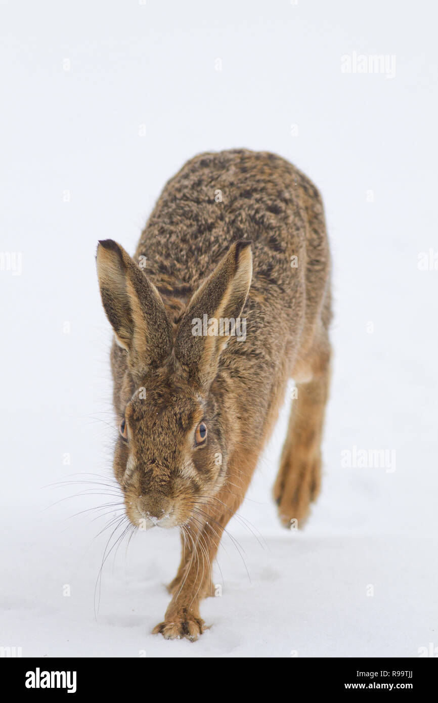 Europäische Hase oder Feldhase, Lepus europaeus, Großbritannien Stockfoto