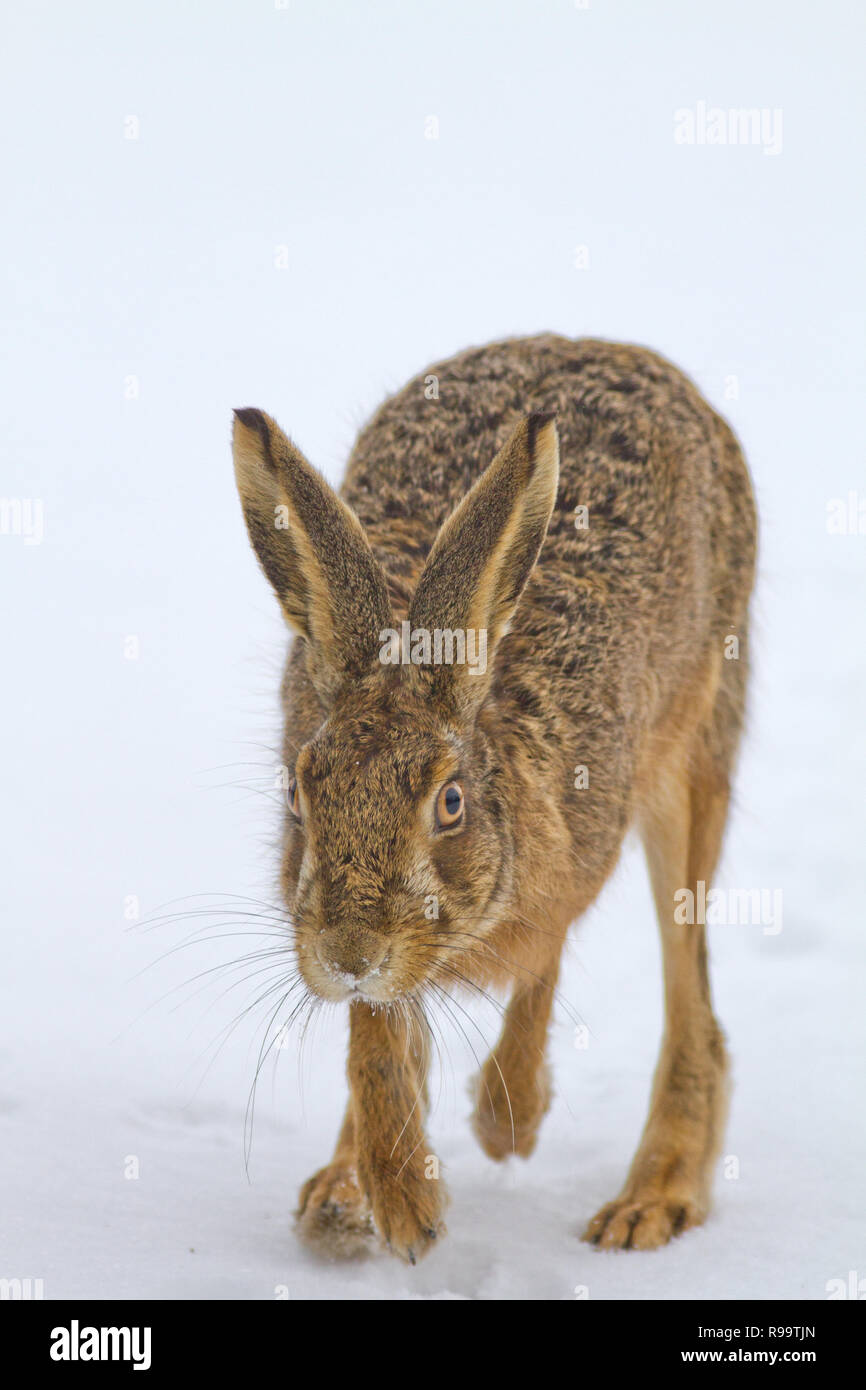 Europäische Hase oder Feldhase, Lepus europaeus, Großbritannien Stockfoto