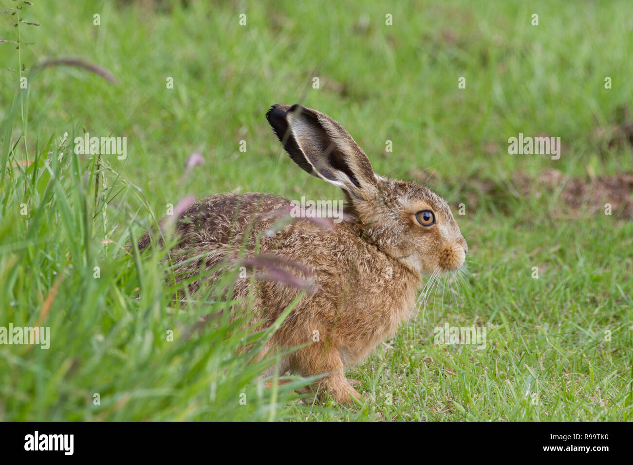 Europäische Hase oder Feldhase, Lepus europaeus, Großbritannien Stockfoto