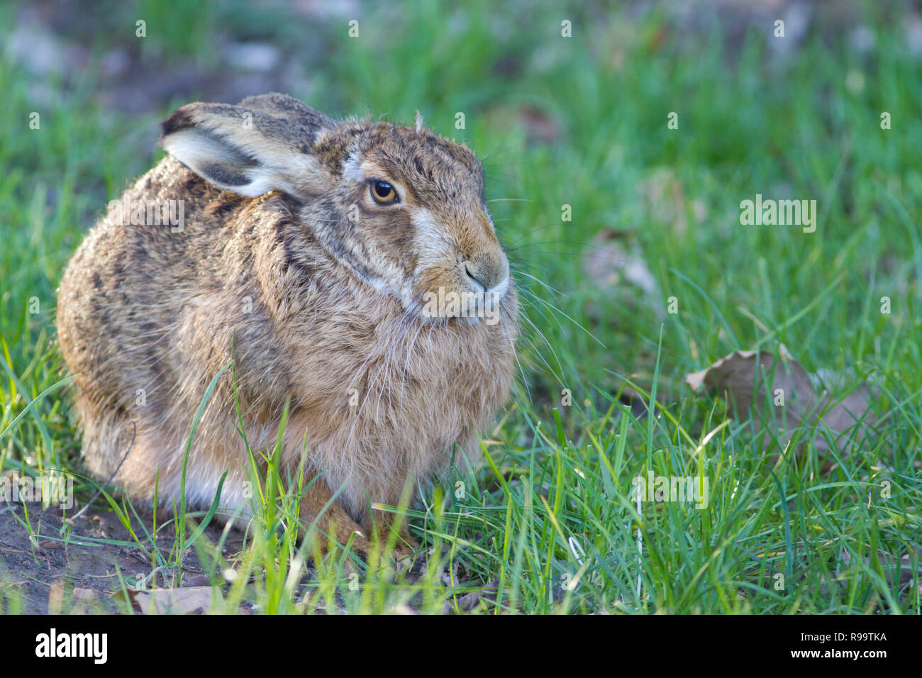 Europäische Hase oder Feldhase, Lepus europaeus, Großbritannien Stockfoto