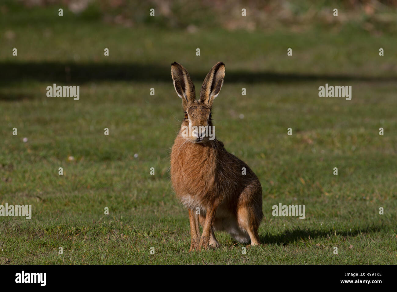 Europäische Hase oder Feldhase, Lepus europaeus, Großbritannien Stockfoto