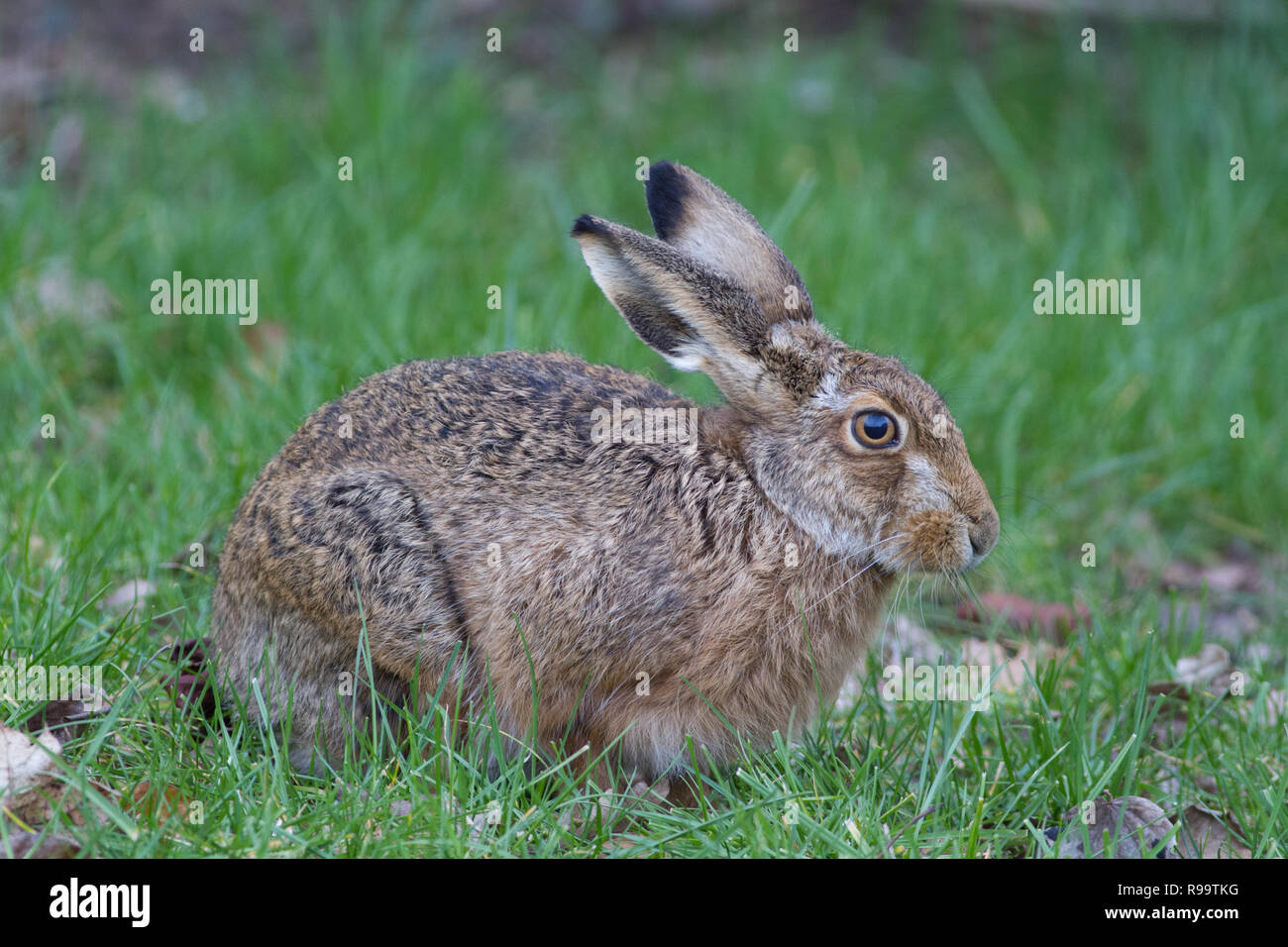 Europäische Hase oder Feldhase, Lepus europaeus, Großbritannien Stockfoto