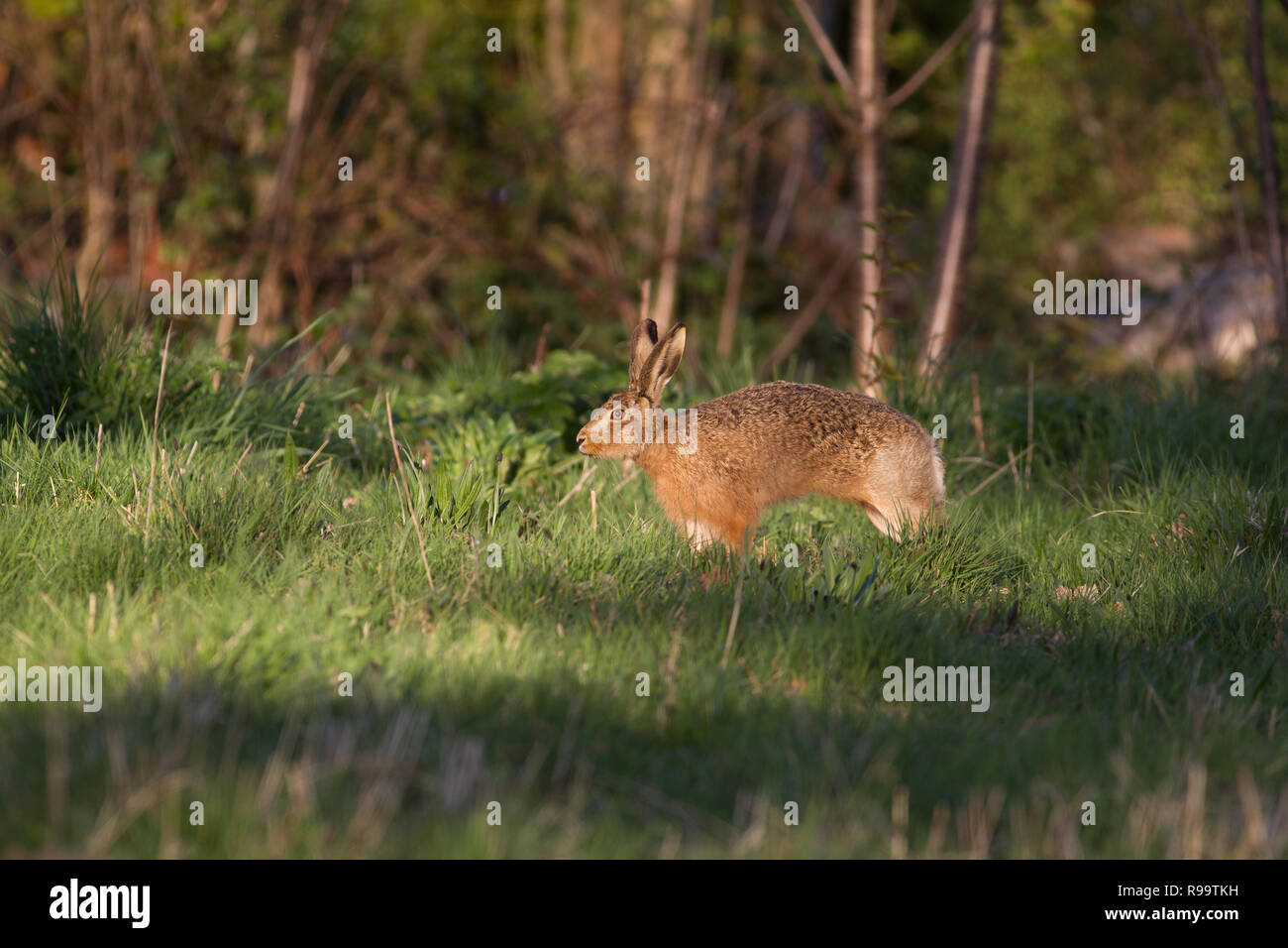 Europäische Hase oder Feldhase, Lepus europaeus, Großbritannien Stockfoto