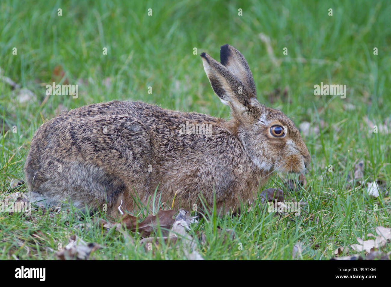 Europäische Hase oder Feldhase, Lepus europaeus, Großbritannien Stockfoto