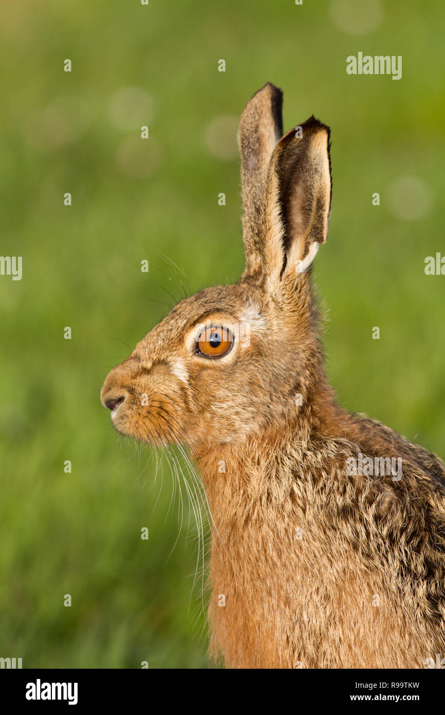 Europäische Hase oder Feldhase, Lepus europaeus, Großbritannien Stockfoto