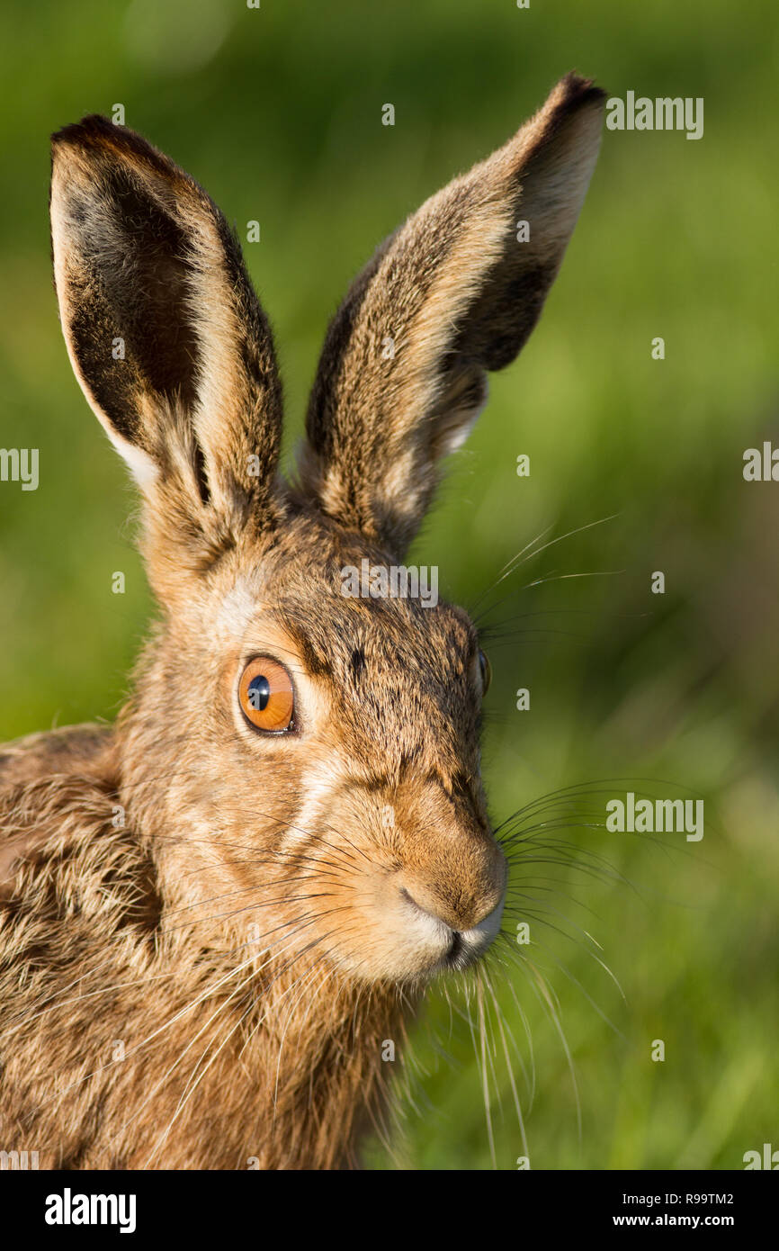 Europäische Hase oder Feldhase, Lepus europaeus, Großbritannien Stockfoto