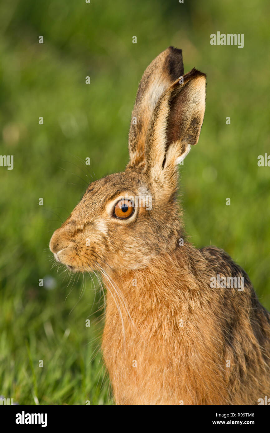 Europäische Hase oder Feldhase, Lepus europaeus, Großbritannien Stockfoto