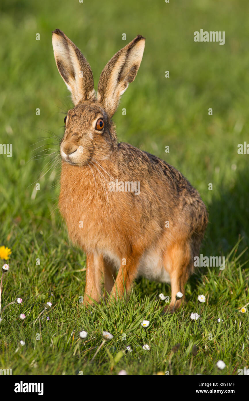 Europäische Hase oder Feldhase, Lepus europaeus, Großbritannien Stockfoto