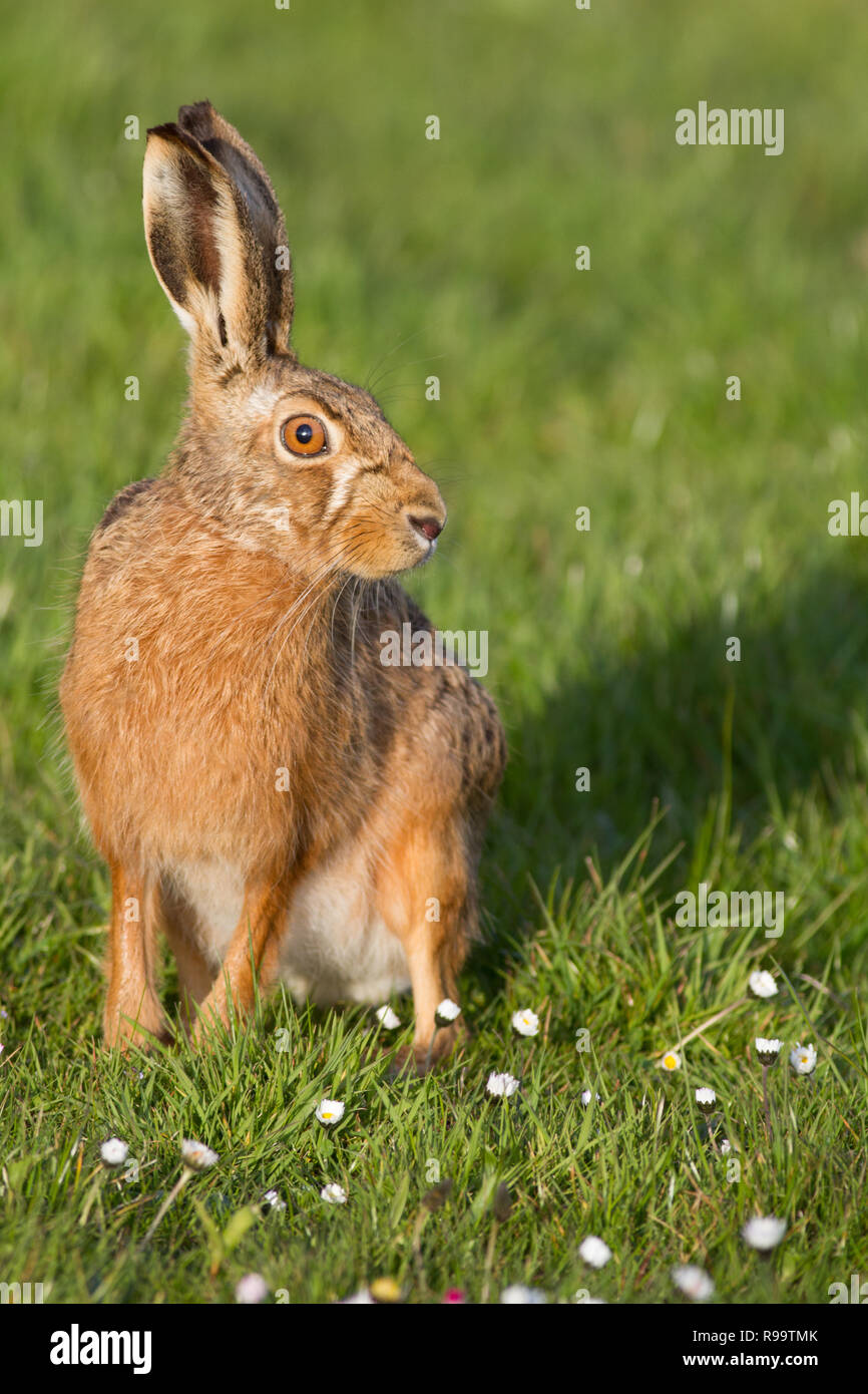 Europäische Hase oder Feldhase, Lepus europaeus, Großbritannien Stockfoto