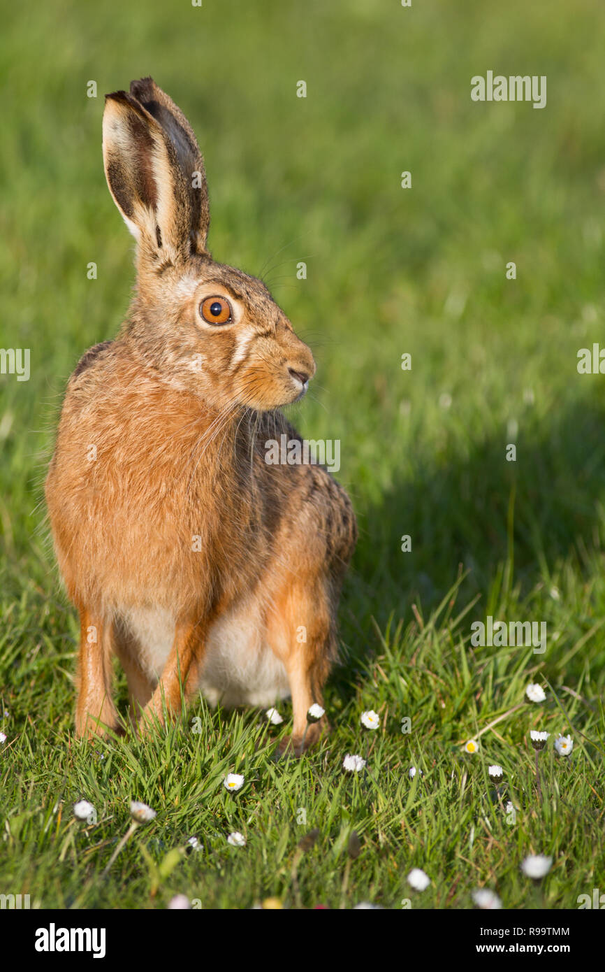 Europäische Hase oder Feldhase, Lepus europaeus, Großbritannien Stockfoto