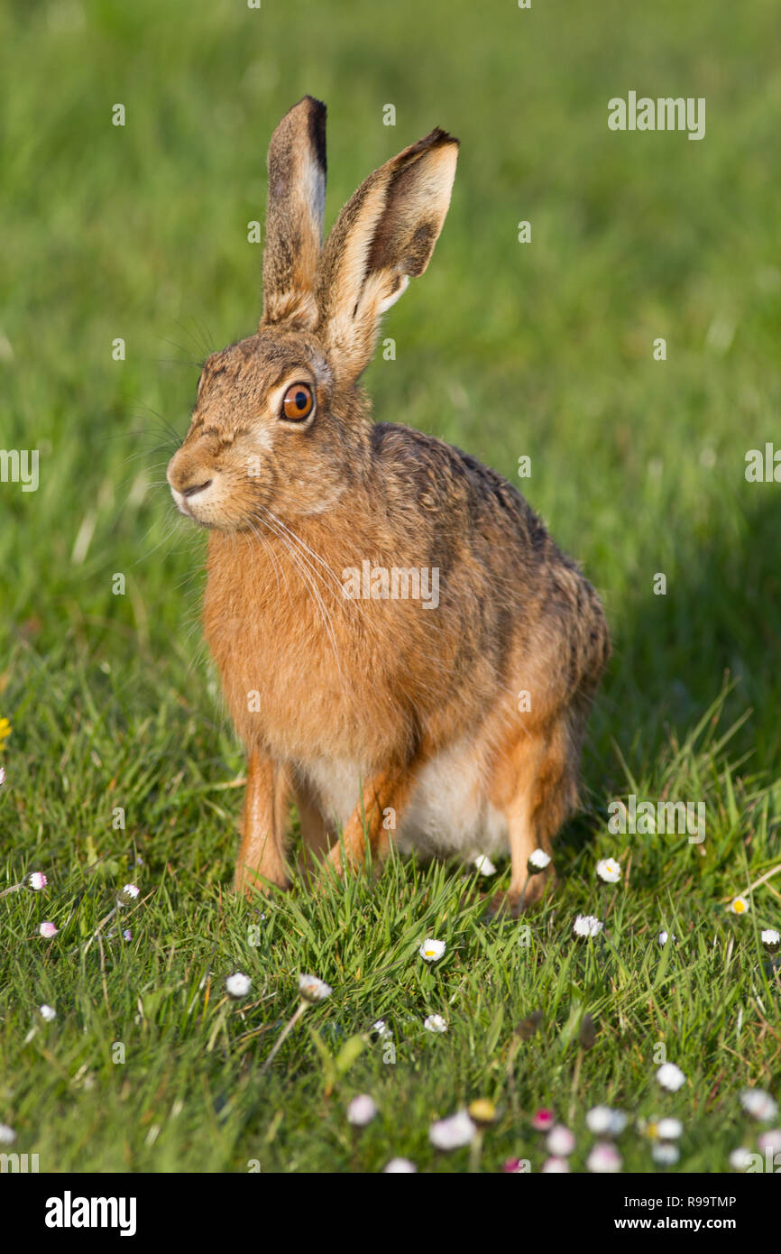 Europäische Hase oder Feldhase, Lepus europaeus, Großbritannien Stockfoto