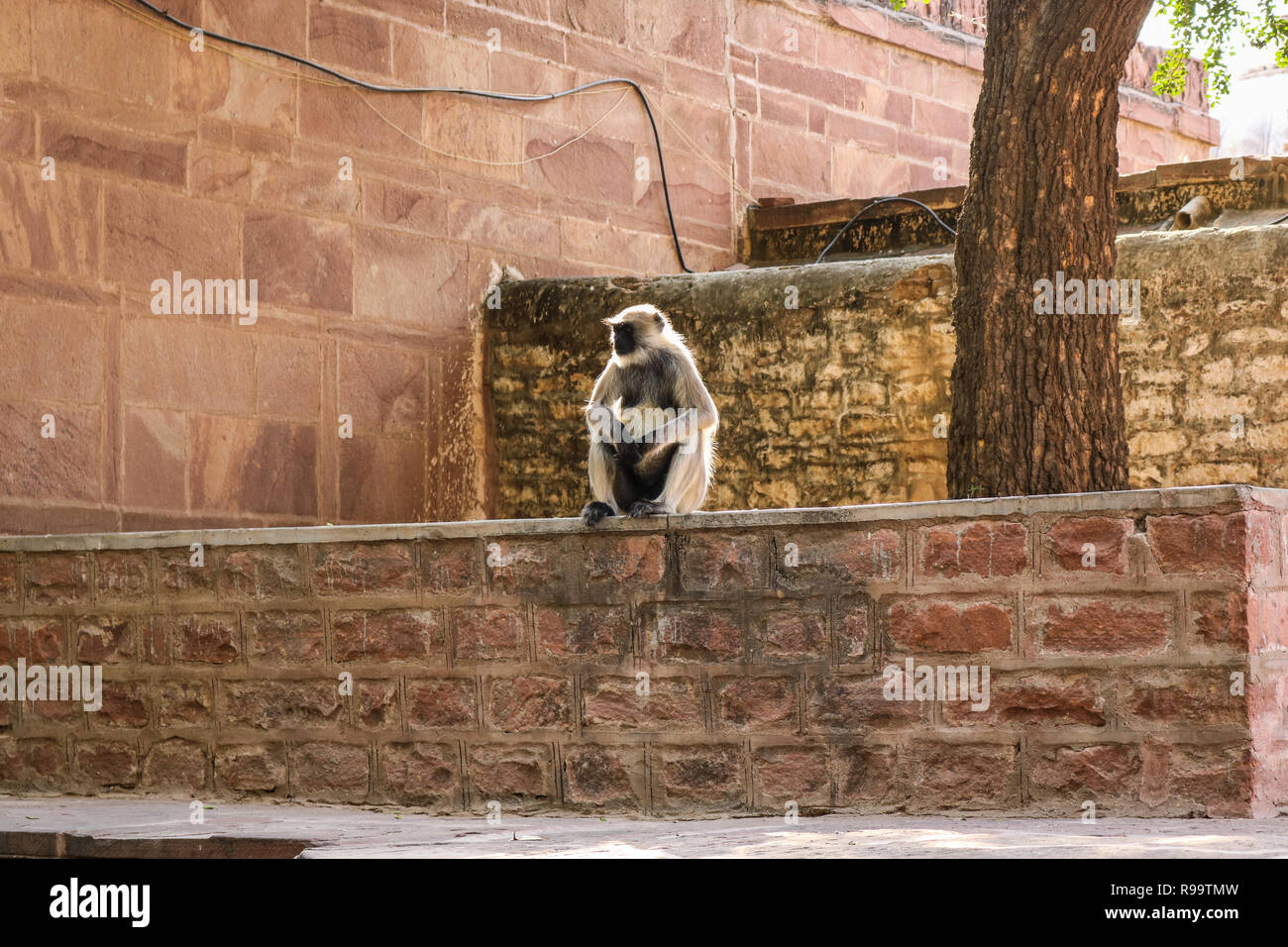 Ein Affe, der an der Wand in Mandore Garten, Jodhpur, Rajasthan Stockfoto