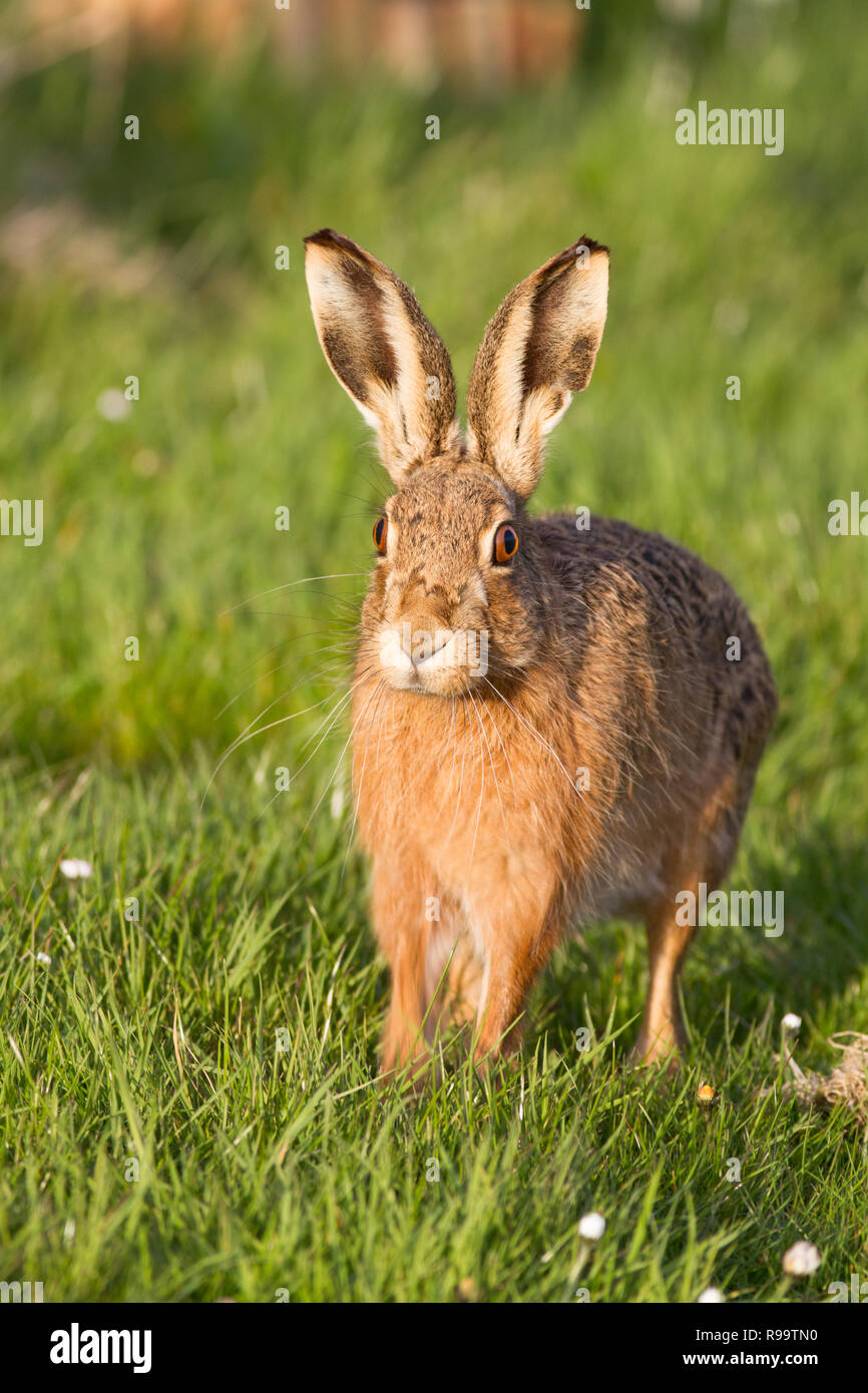 Europäische Hase oder Feldhase, Lepus europaeus, Großbritannien Stockfoto