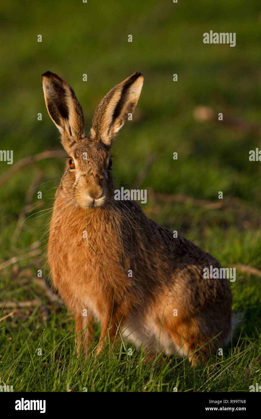 Europäische Hase oder Feldhase, Lepus europaeus, Großbritannien Stockfoto