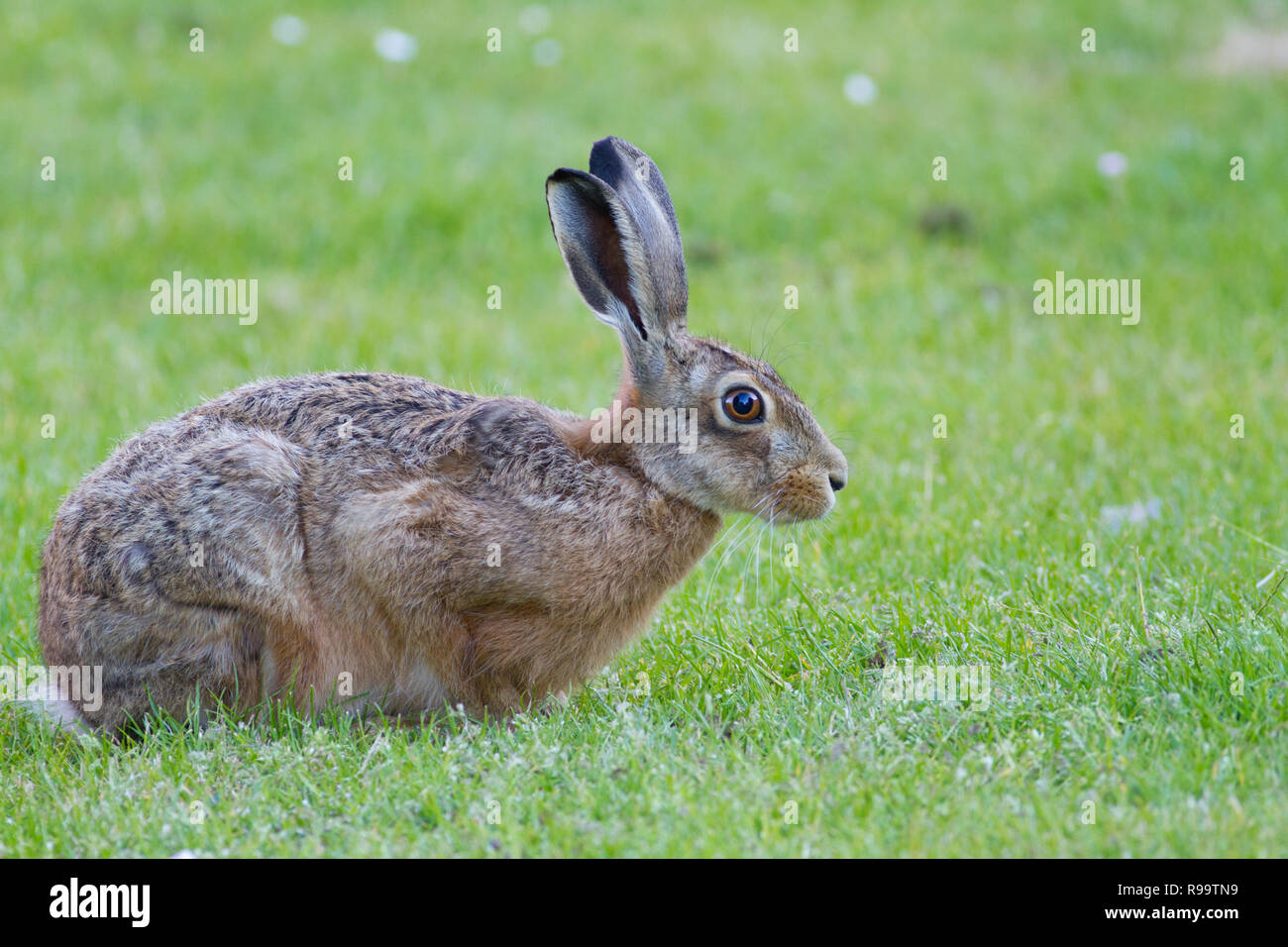 Europäische Hase oder Feldhase, Lepus europaeus, Großbritannien Stockfoto