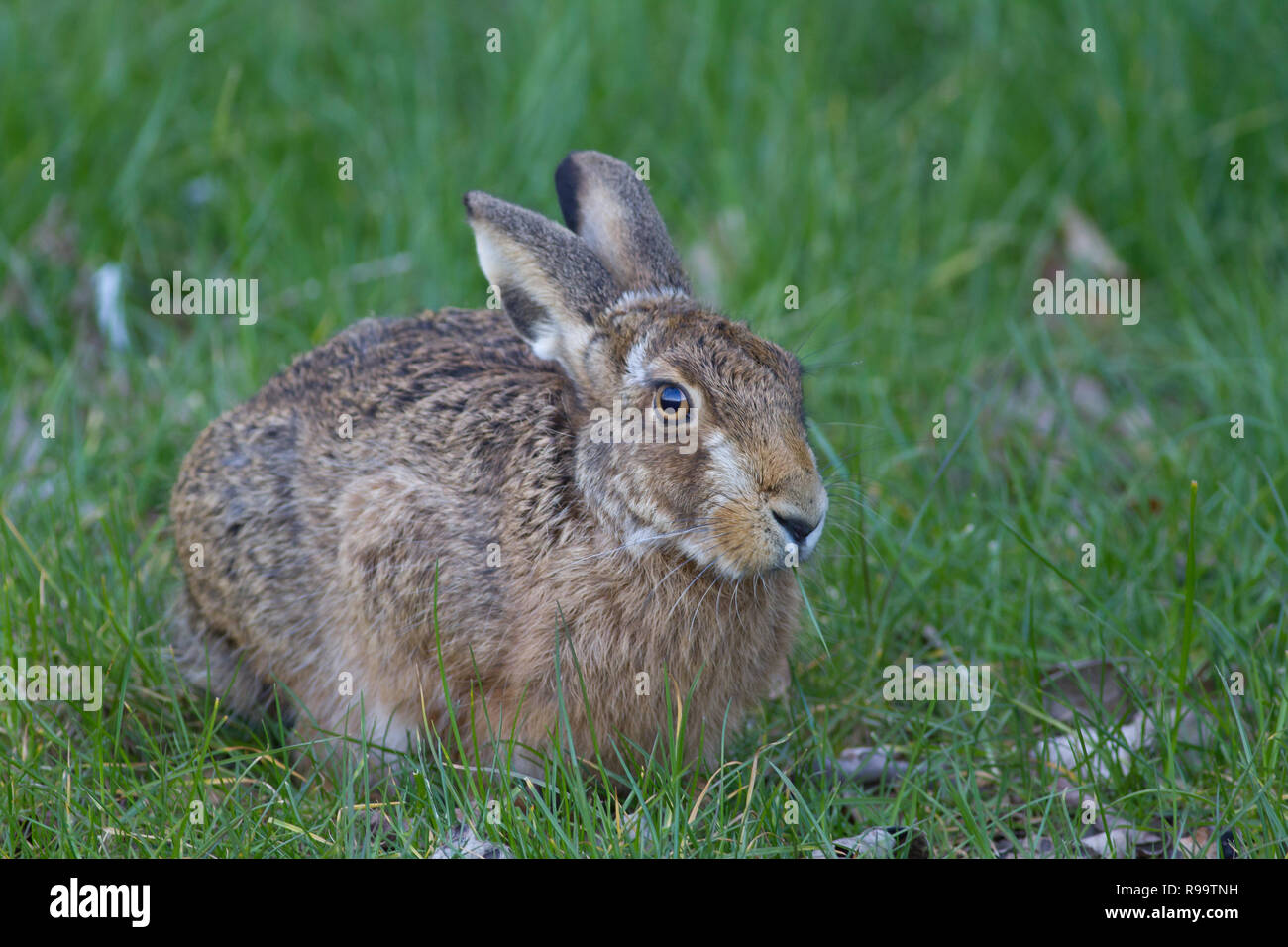 Europäische Hase oder Feldhase, Lepus europaeus, Großbritannien Stockfoto