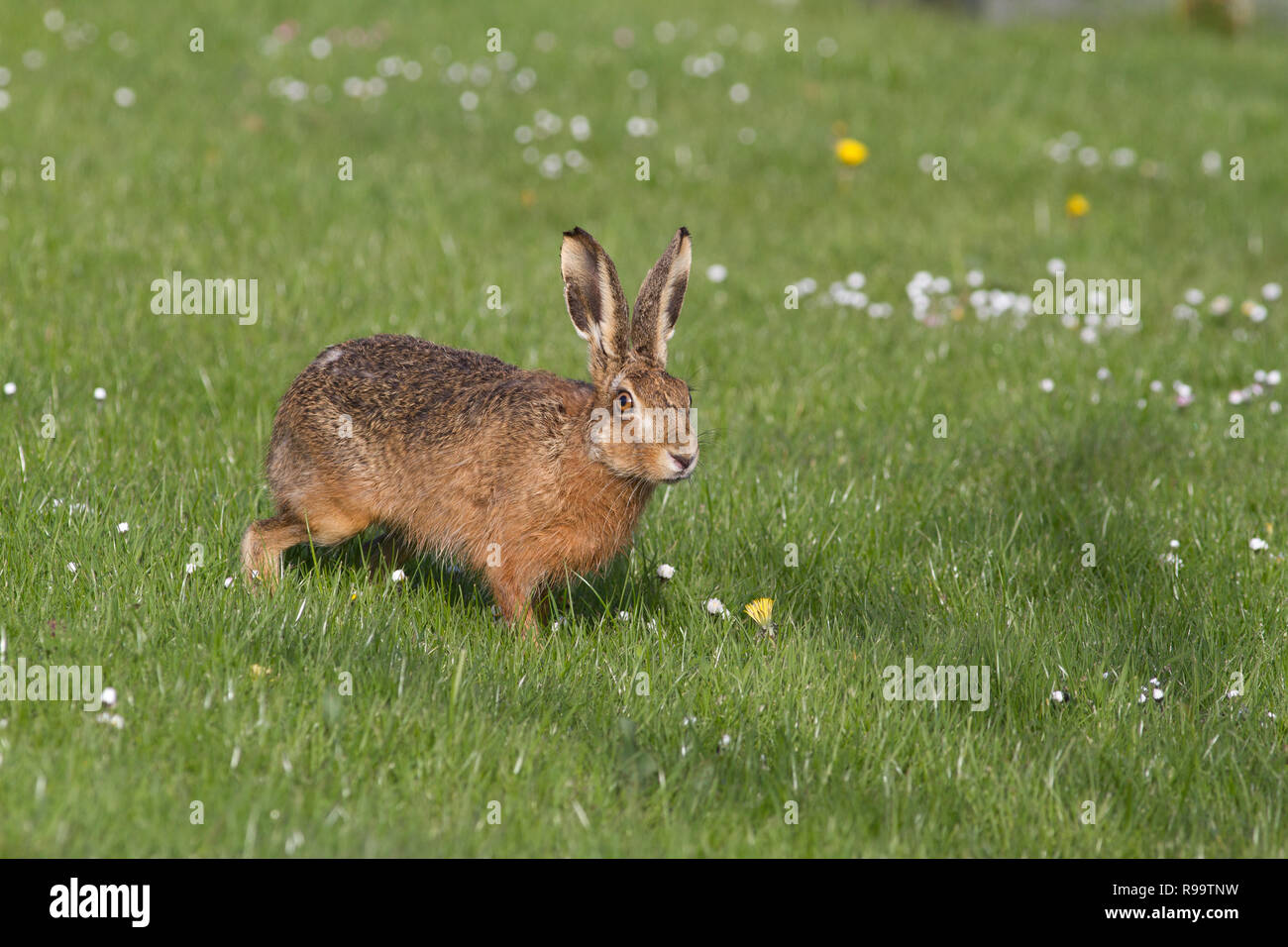 Europäische Hase oder Feldhase, Lepus europaeus, Großbritannien Stockfoto