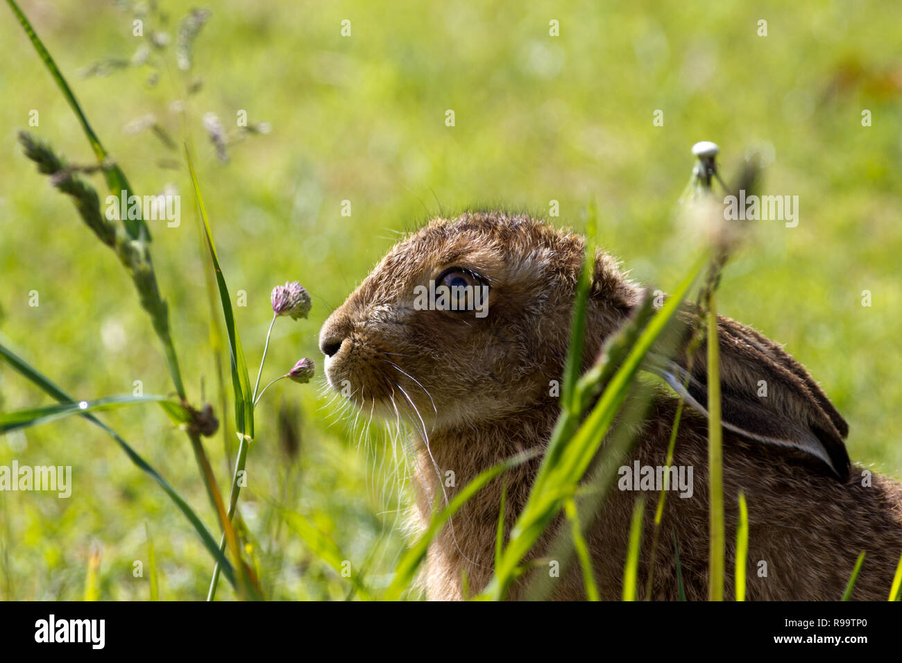 Europäische Hase oder Feldhase, Lepus europaeus, Großbritannien Stockfoto