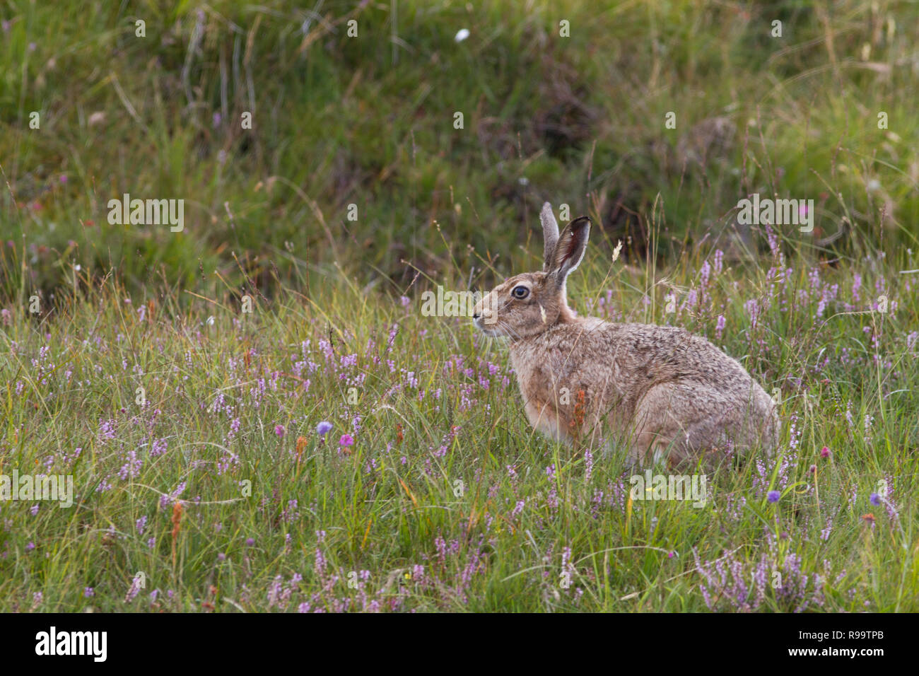 Europäische Hase oder Feldhase, Lepus europaeus, Großbritannien Stockfoto