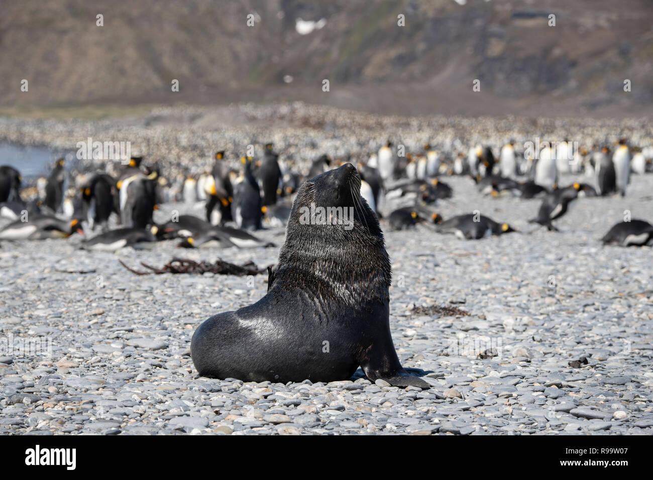 South Georgia, St. Andrews Bay. Pelz Dichtung vor der größten König Pinguin Kolonie in South Georgia. Stockfoto