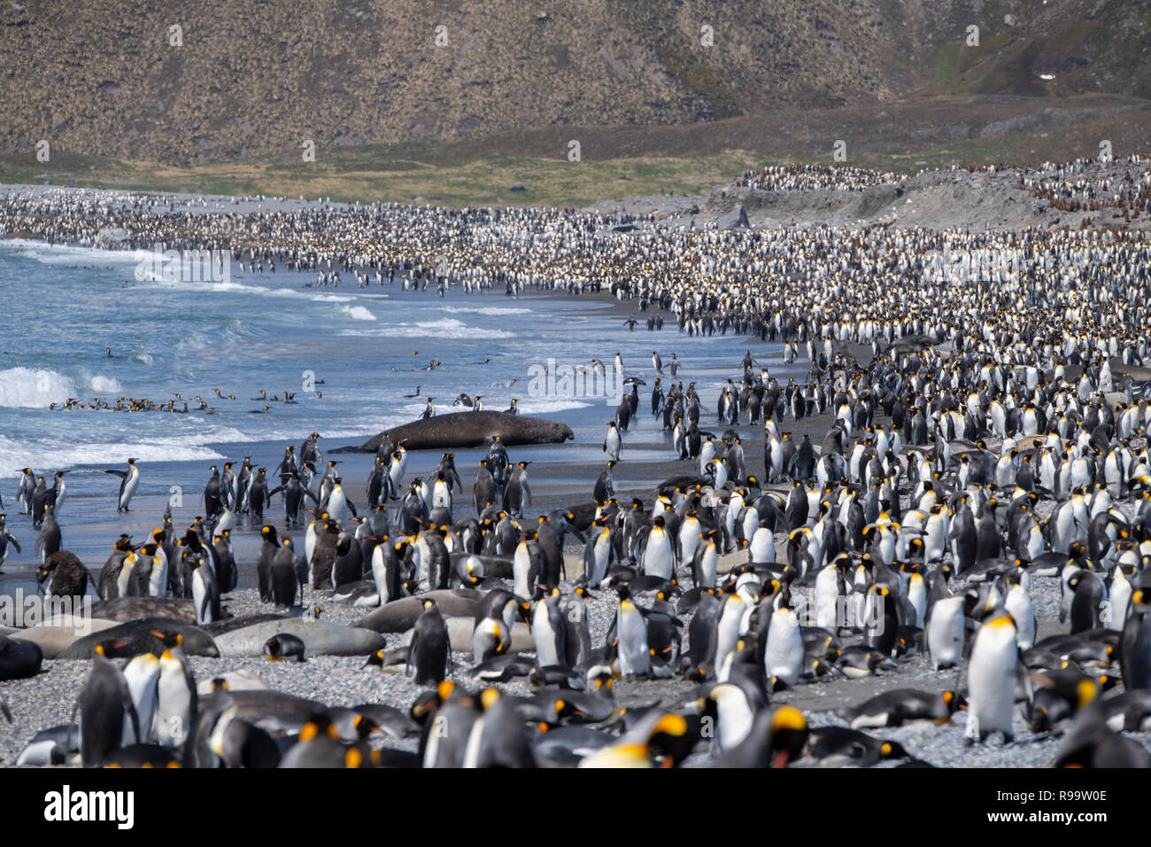 South Georgia, St. Andrews Bay. Die Heimat der größten König Pinguin Kolonie in South Georgia. Ansicht der dicht besiedelten Küste gefüllt mit King penguin Stockfoto