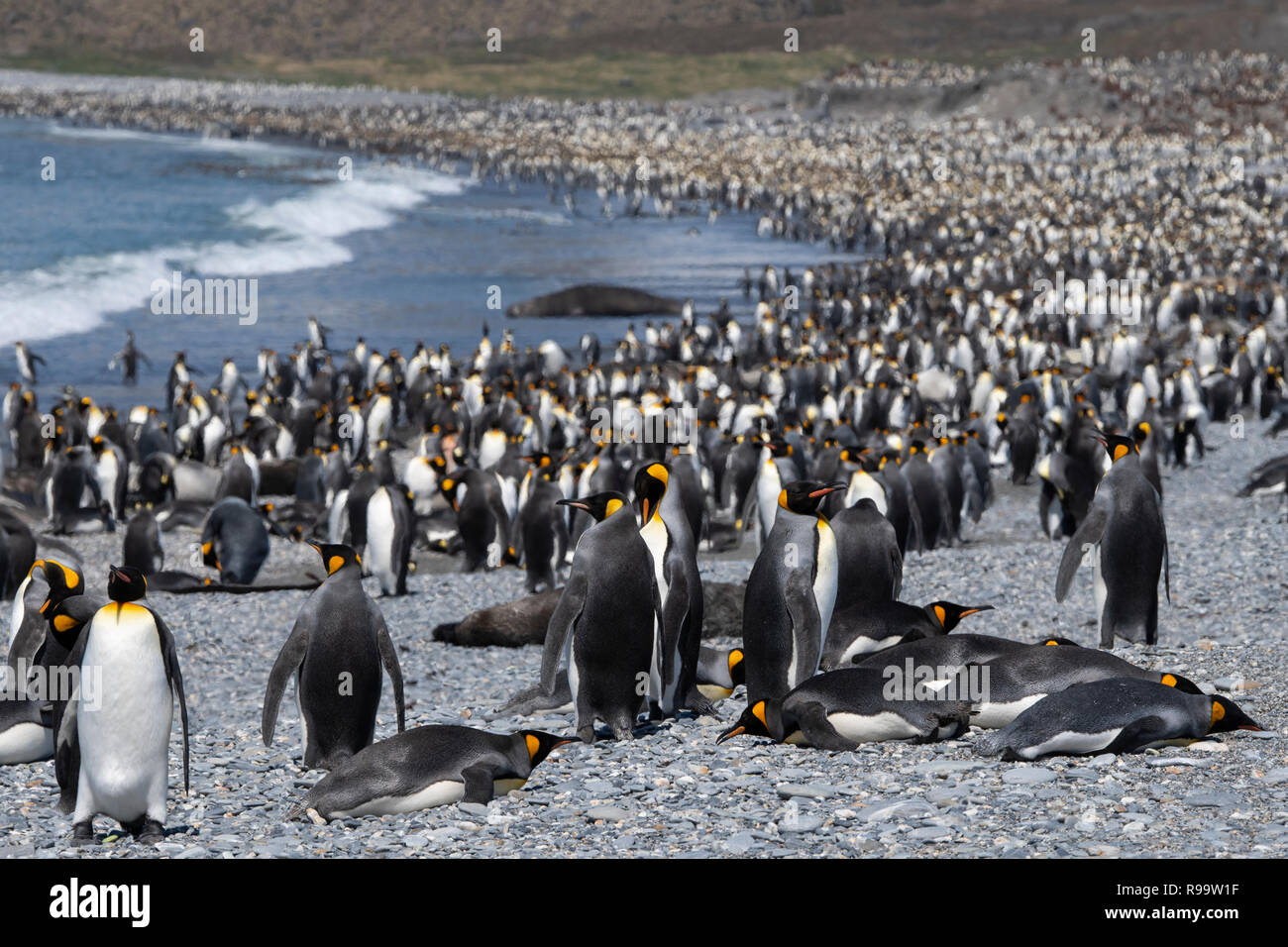 South Georgia, St. Andrews Bay. Die Heimat der größten König Pinguin Kolonie in South Georgia. Ansicht der dicht besiedelten Küste gefüllt mit King penguin Stockfoto