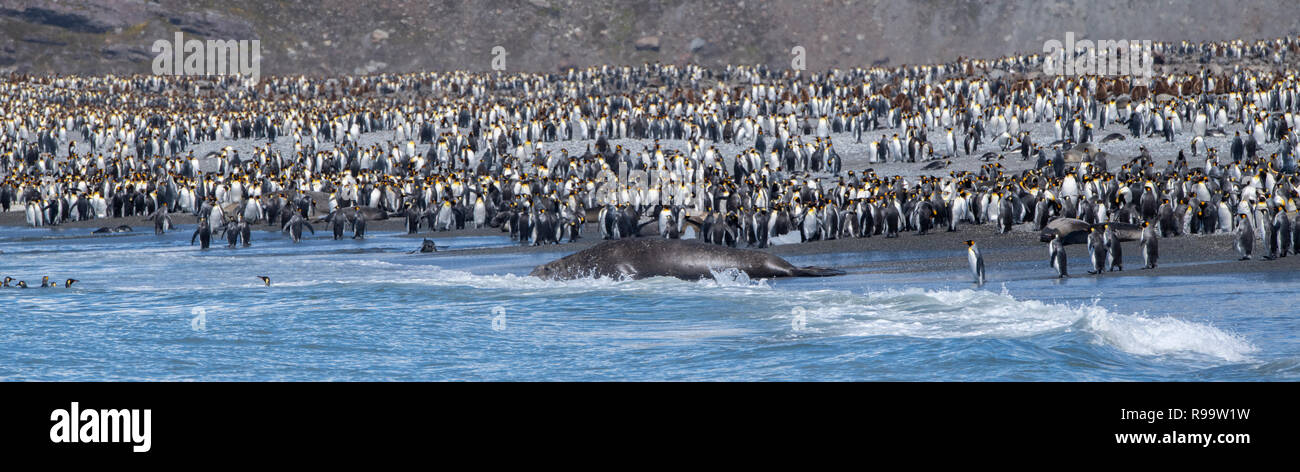 South Georgia, St. Andrews Bay. Die Heimat der größten König Pinguin Kolonie in South Georgia. Ansicht der dicht besiedelten Küste gefüllt mit King penguin Stockfoto