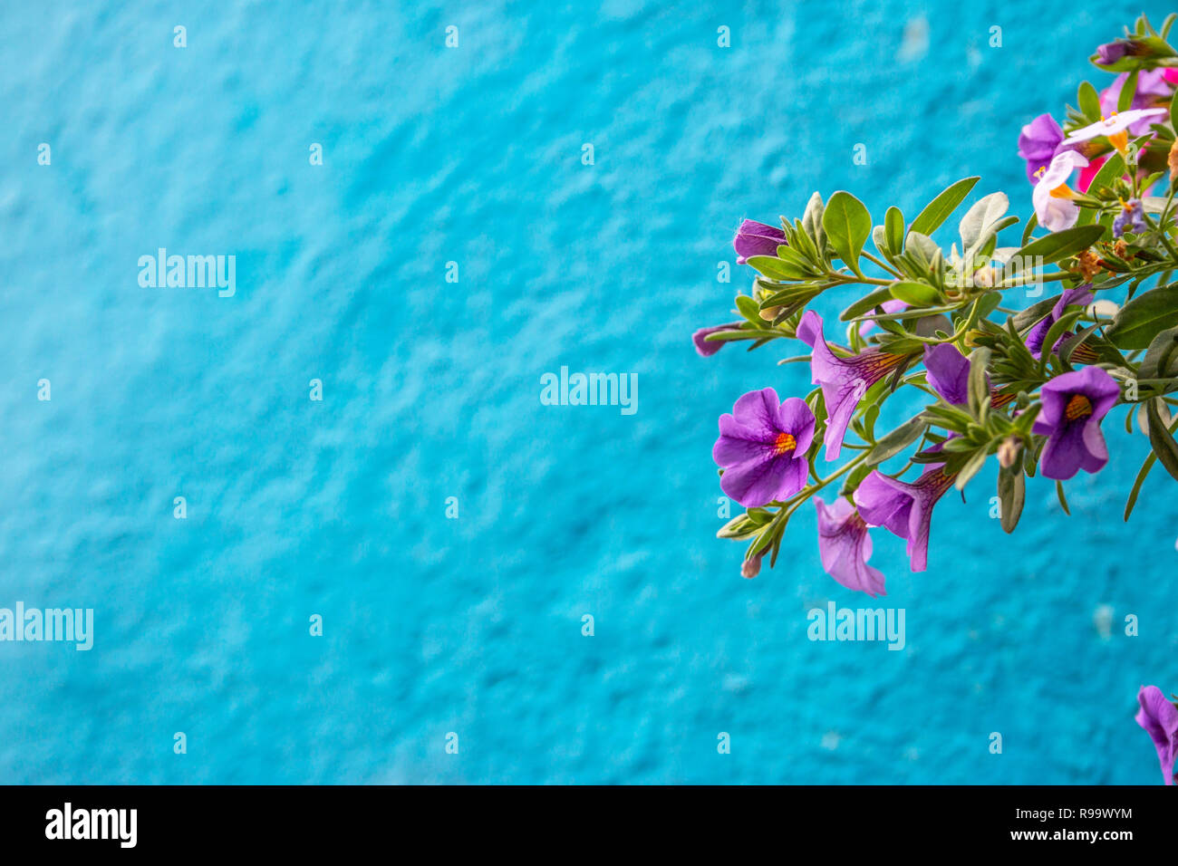 Violette calibrachoa-Blüten und grünes Laub vor einem leuchtend blauen texturierten Stuckhintergrund Stockfoto