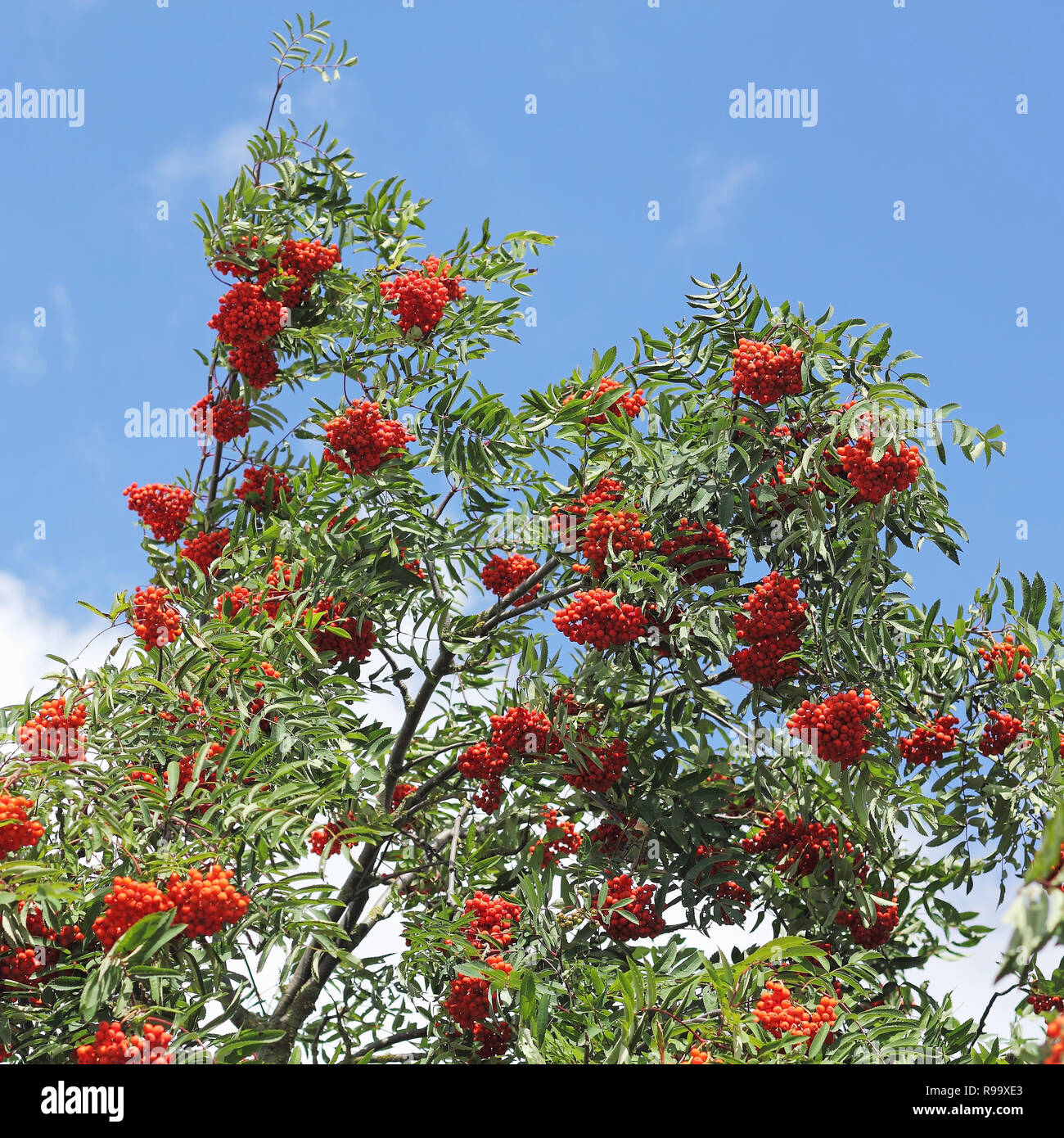 Branchen mit Reife Vogelbeeren Stockfoto