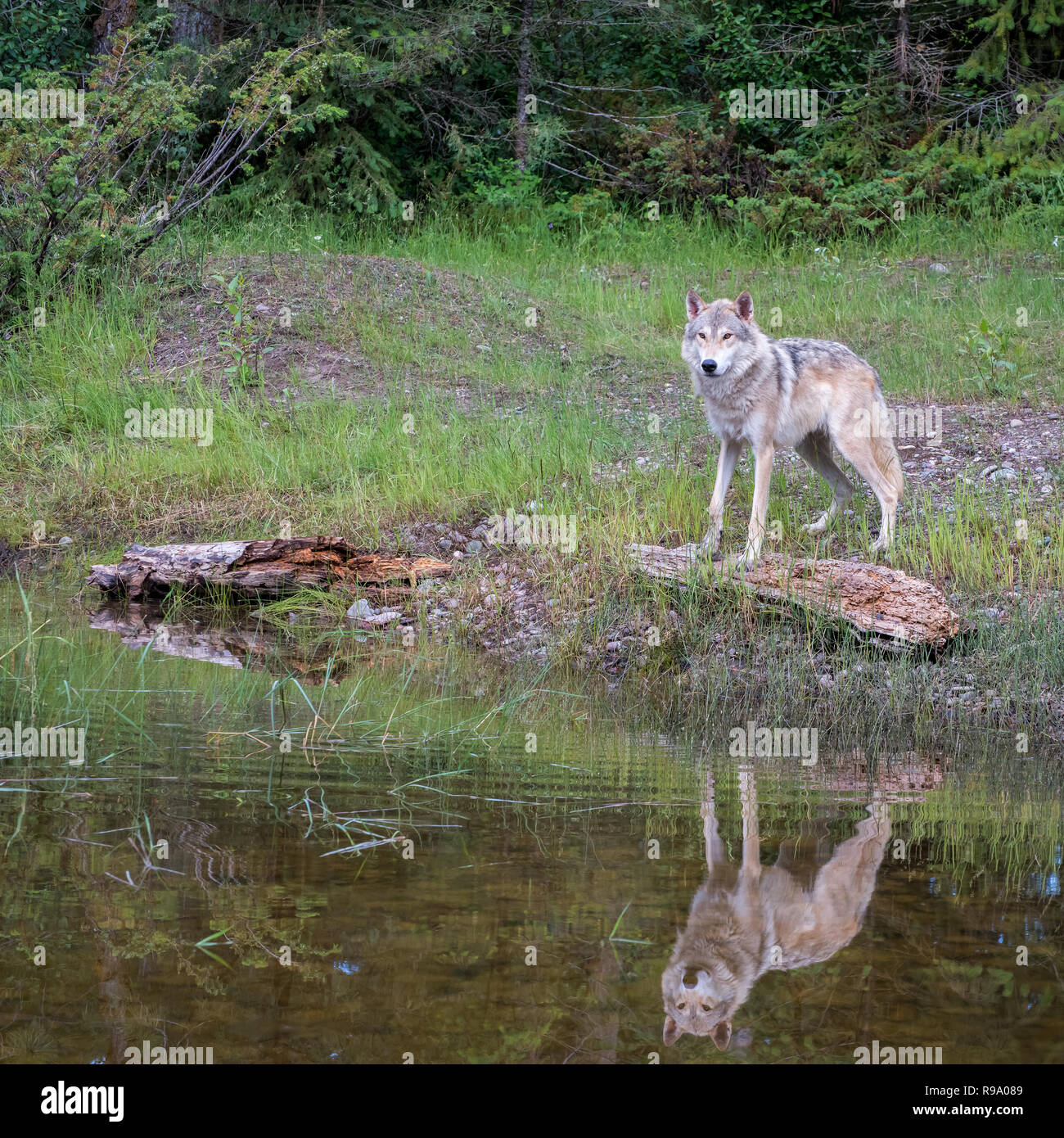 Tundra Wolf, spiegelt sich in einem Teich Stockfoto