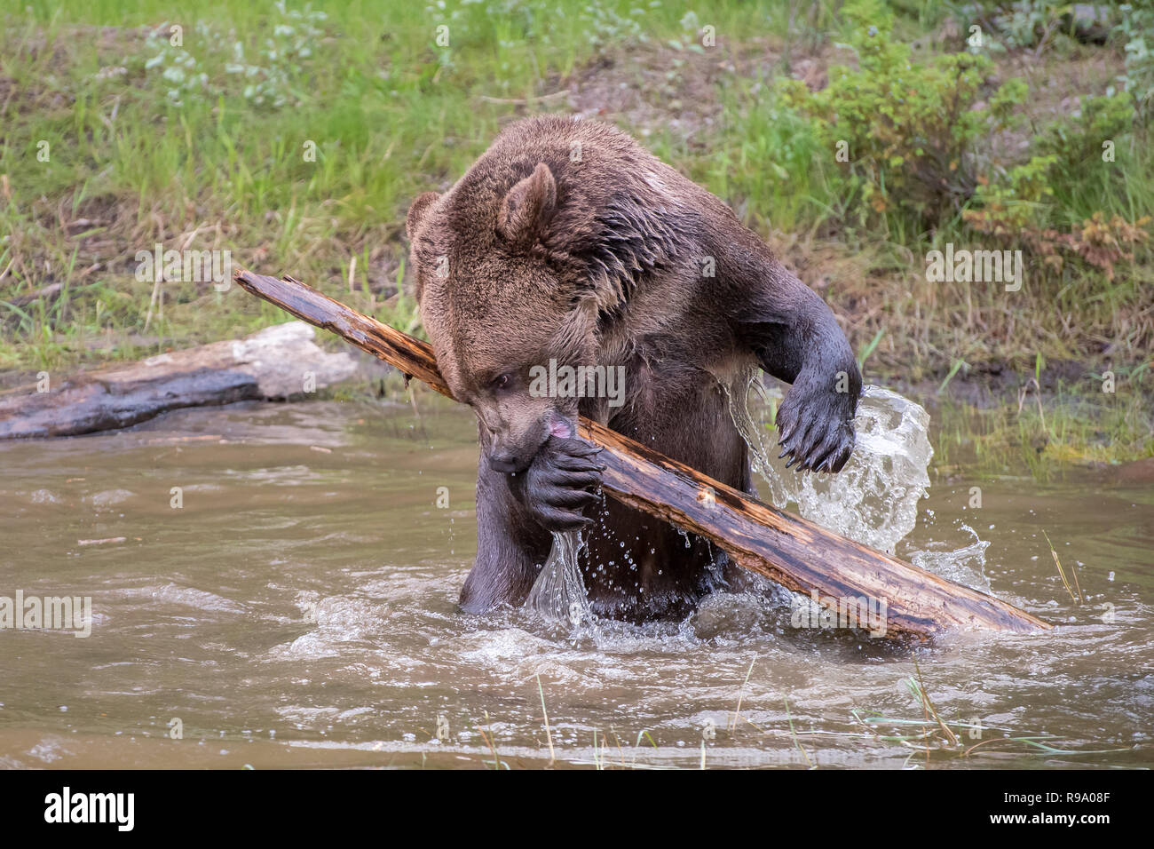 Grizzly Bär Toosing um ein Protokoll und Plantschen im Wasser Stockfoto