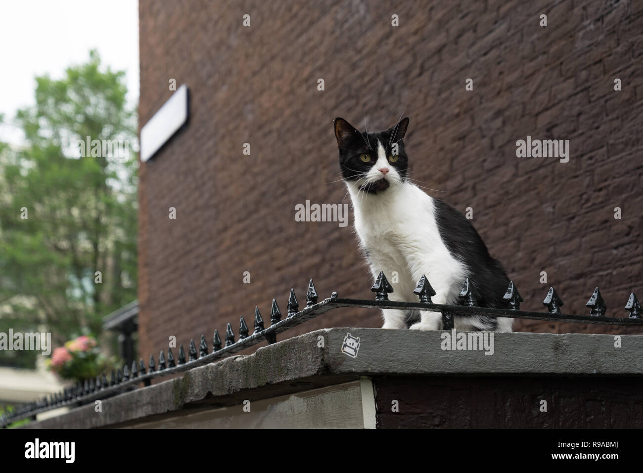 Schwarze und weiße Straycat auf einem Dach niedrig in der Ferne in eine Straße in Amsterdam, Die Niederlande sitzen Stockfoto