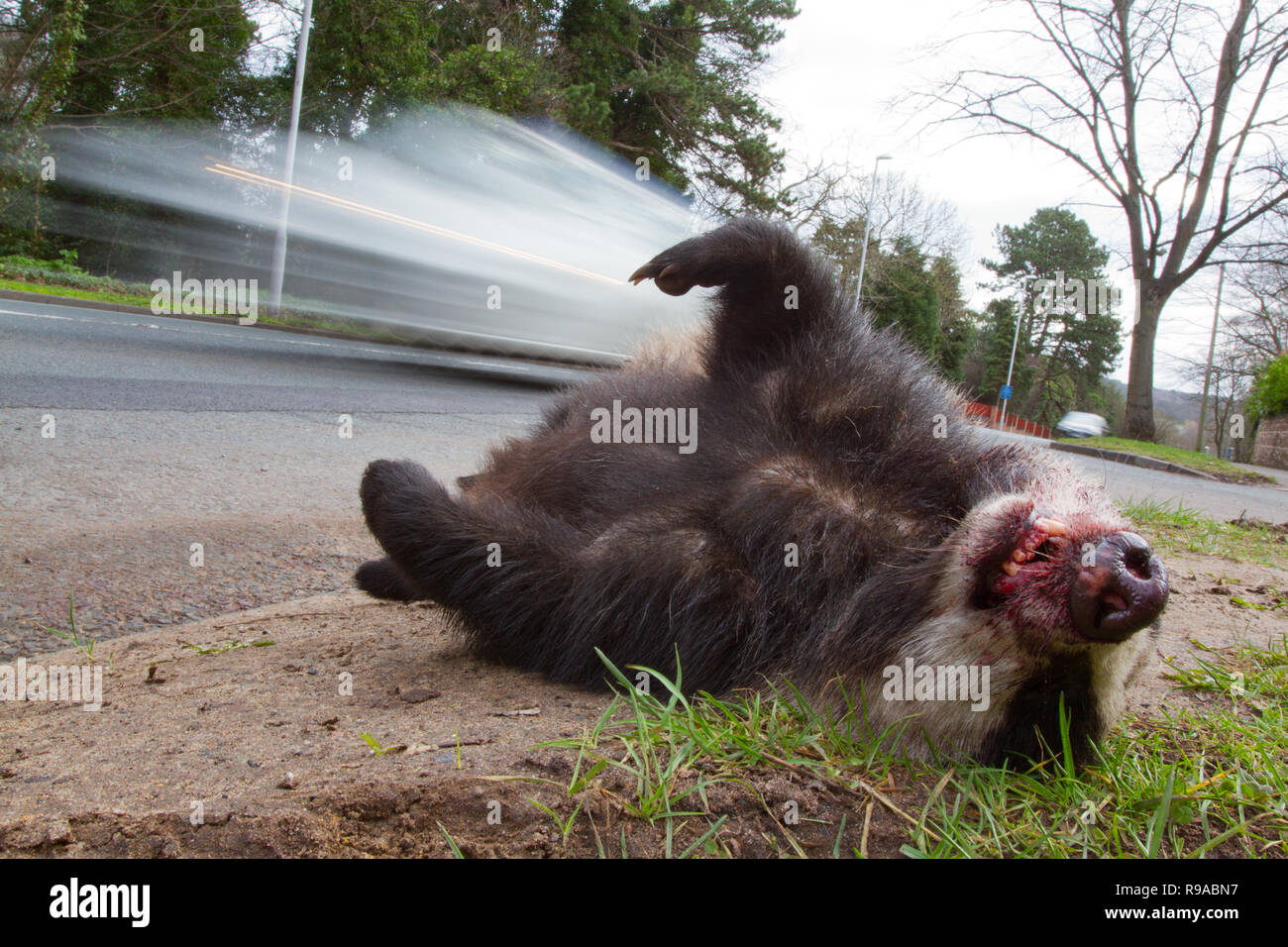 Roadkill Dachs Meles meles, und Beschleunigung Auto, Großbritannien Stockfoto