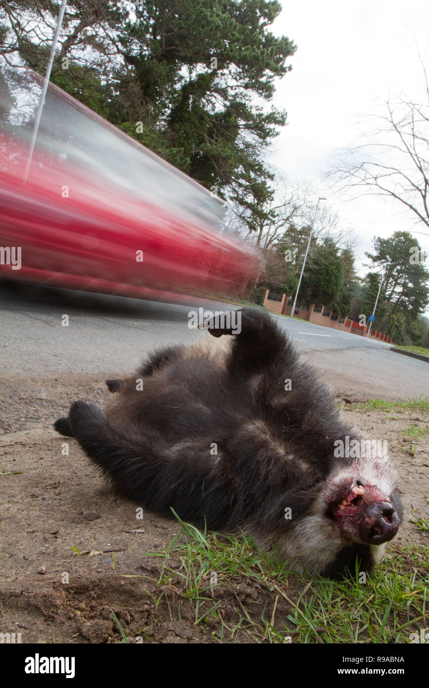 Roadkill Dachs Meles meles, und Beschleunigung Auto, Großbritannien Stockfoto