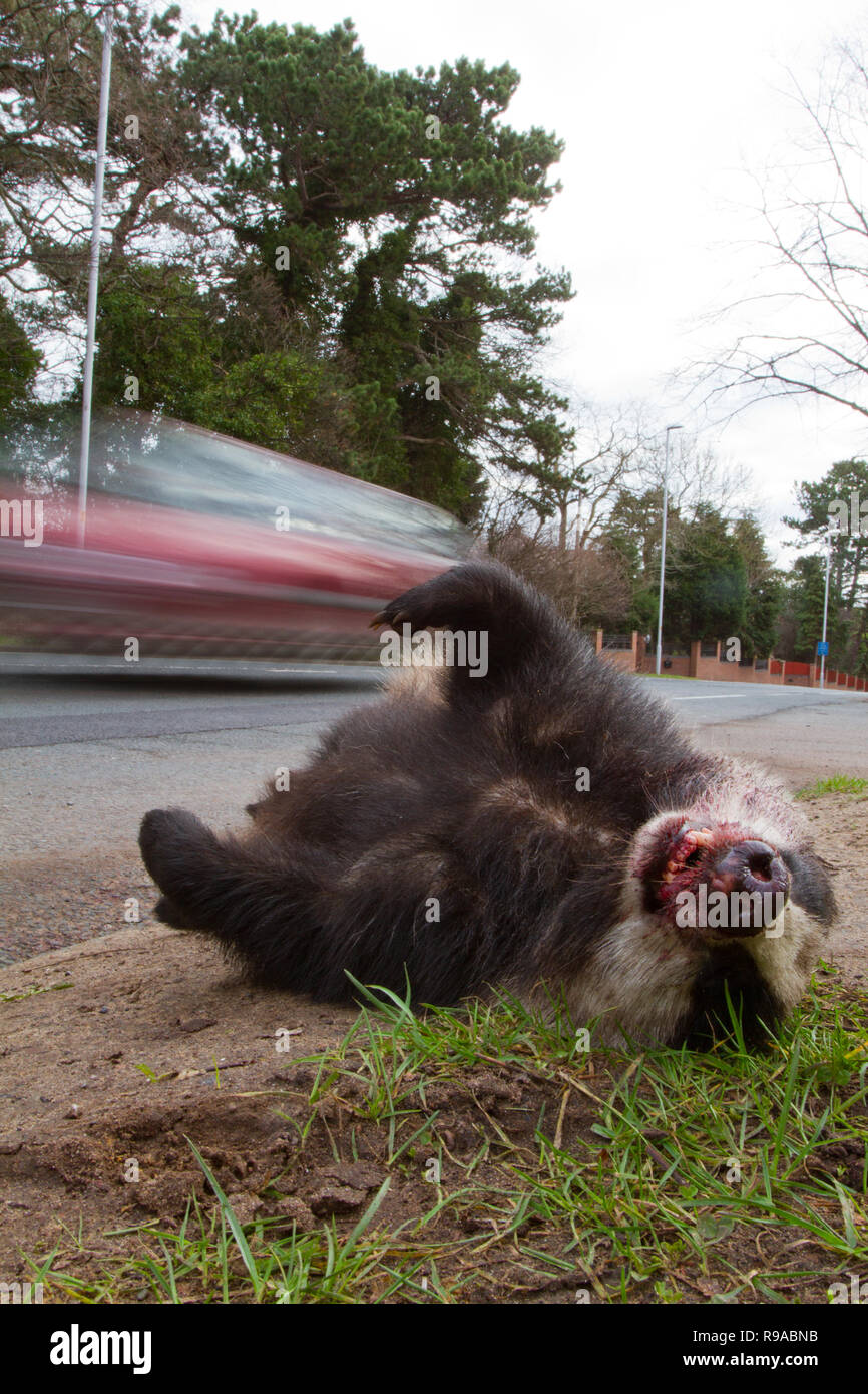 Roadkill Dachs Meles meles, und Beschleunigung Auto, Großbritannien Stockfoto