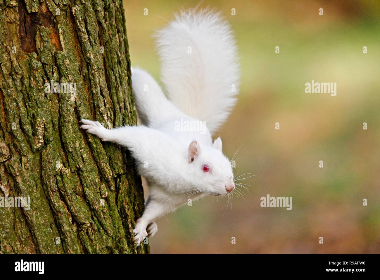 Albino-Eichhörnchen in einem Park in Eastbourne, Sussex. Albino-Tiere haben kein Pigment im Fell und rote Augen. Stockfoto