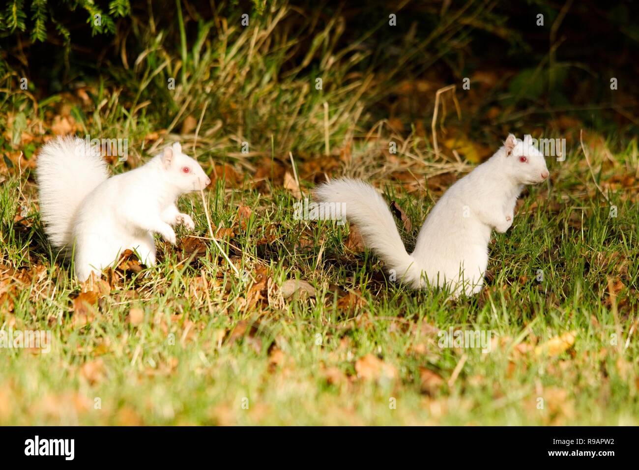 Albinos Tier Stockfotos &amp; Albinos Tier Bilder Alamy