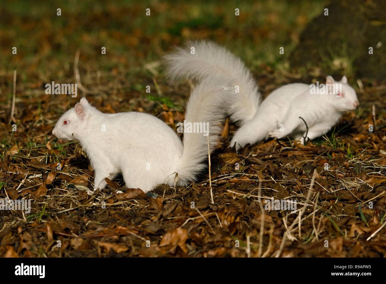 Albino-Eichhörnchen in einem Park in Eastbourne, Sussex. Albino-Tiere haben kein Pigment im Fell und rote Augen. Stockfoto
