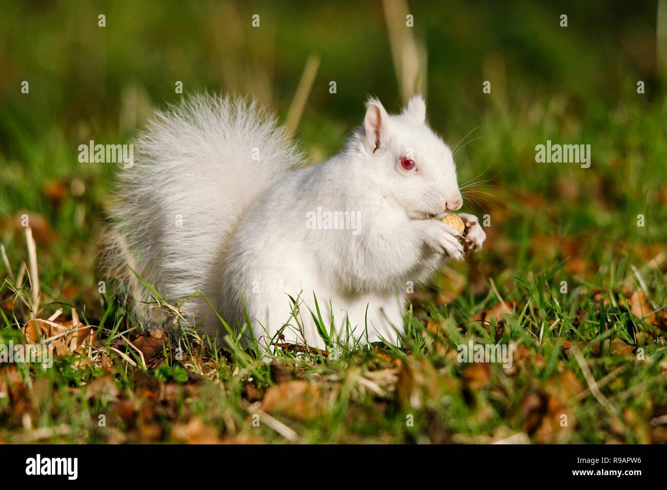 Albino-Eichhörnchen in einem Park in Eastbourne, Sussex. Albino-Tiere haben kein Pigment im Fell und rote Augen. Stockfoto