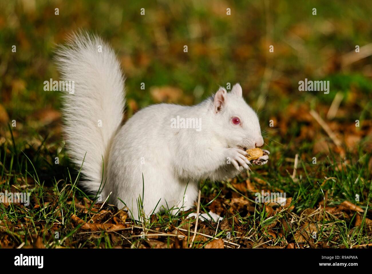 Albino-Eichhörnchen in einem Park in Eastbourne, Sussex. Albino-Tiere haben kein Pigment im Fell und rote Augen. Stockfoto