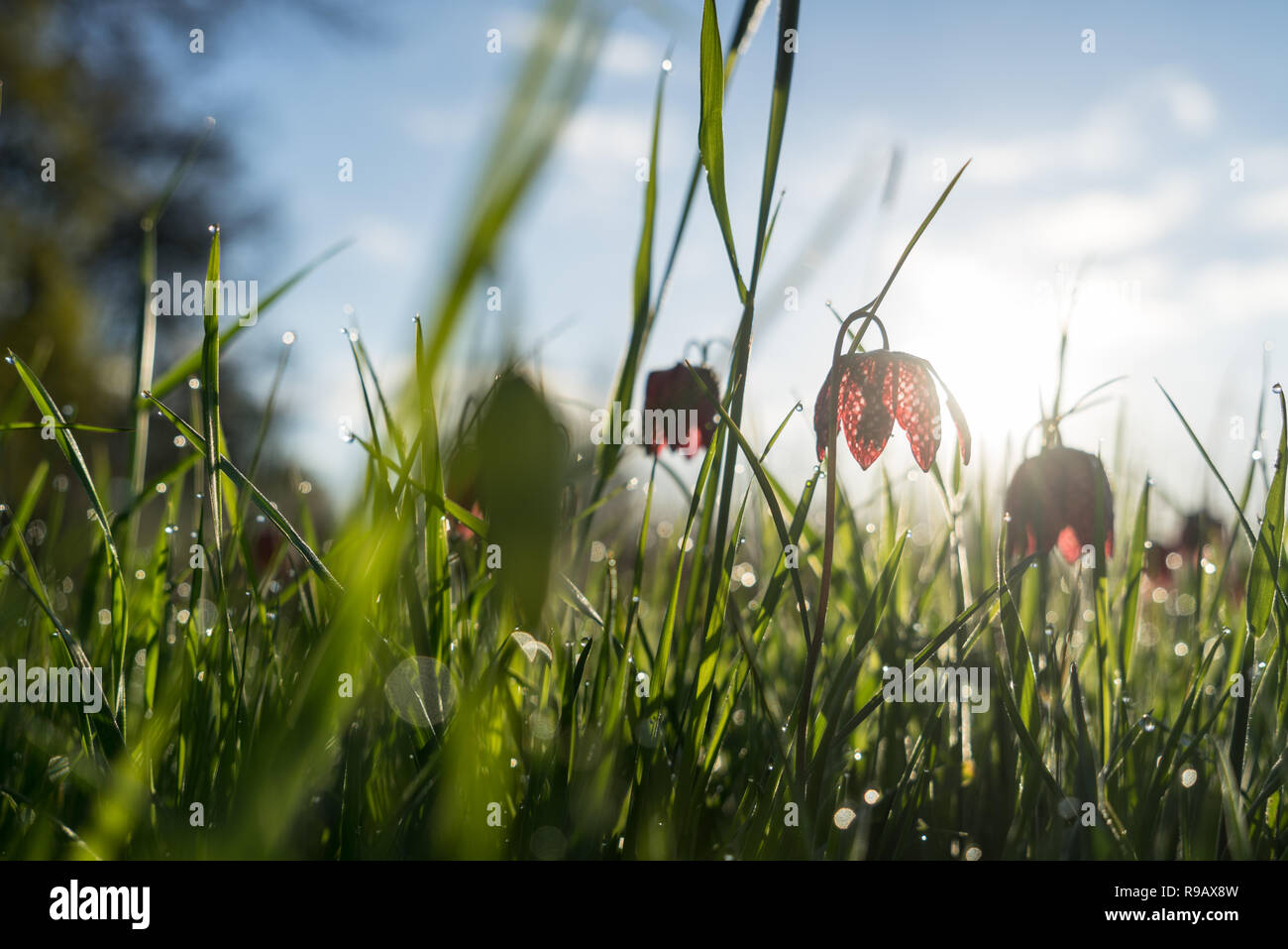 In der Nähe des Wilden Schlange Kopf fritillary am frühen Morgen Sonne mit morningdew Stockfoto