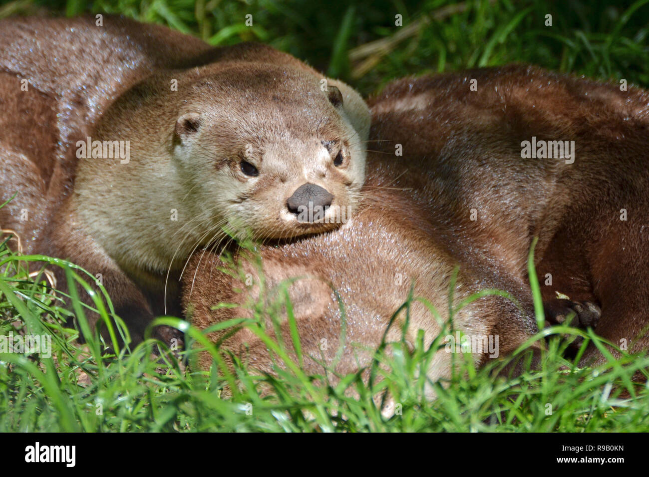 Riesenotter aus Südamerika im New Forest Wildlife Park Stockfoto