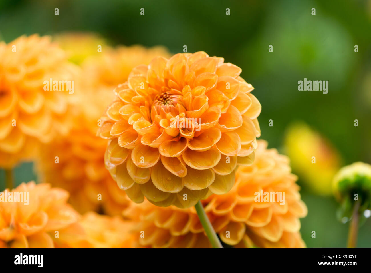 Nahaufnahme einer Orange Dahlie Sylvia (Pompon) Blüte im Sommer. Stockfoto