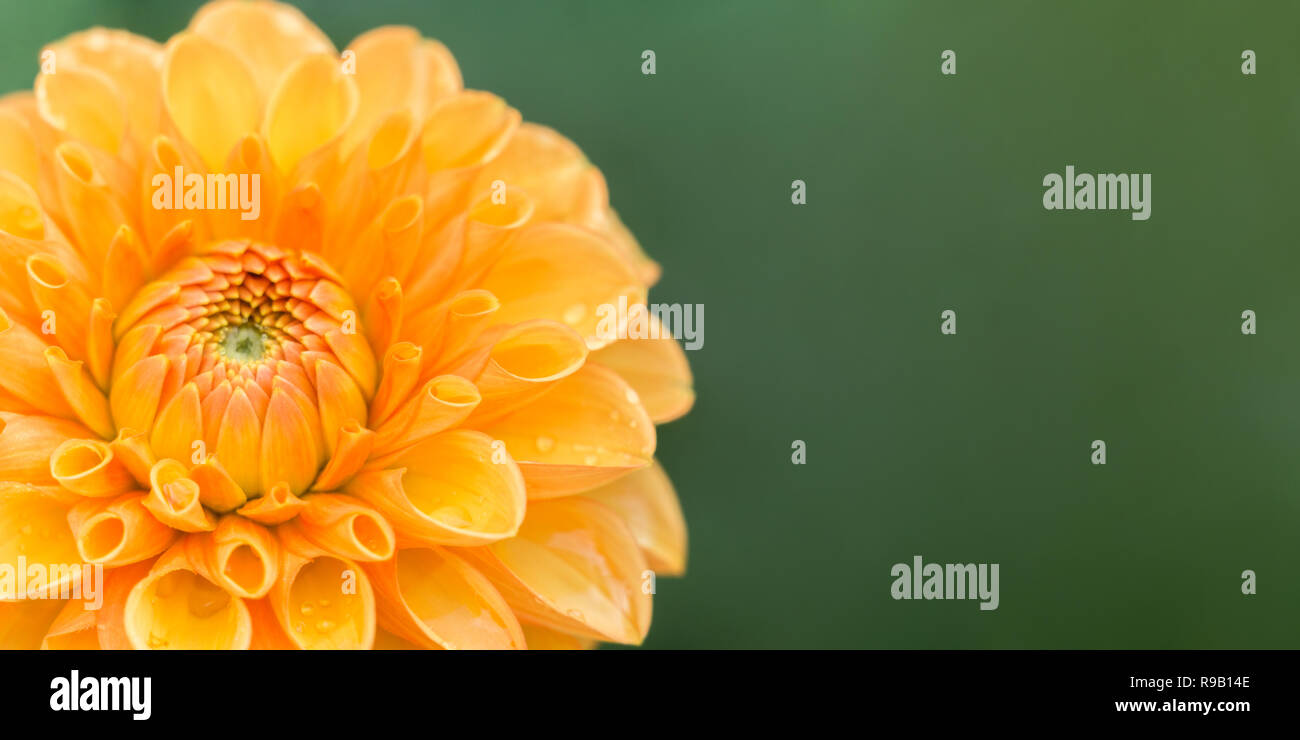 Nahaufnahme einer Orange Dahlie Sylvia (Pompon) Blüte im Sommer. Stockfoto