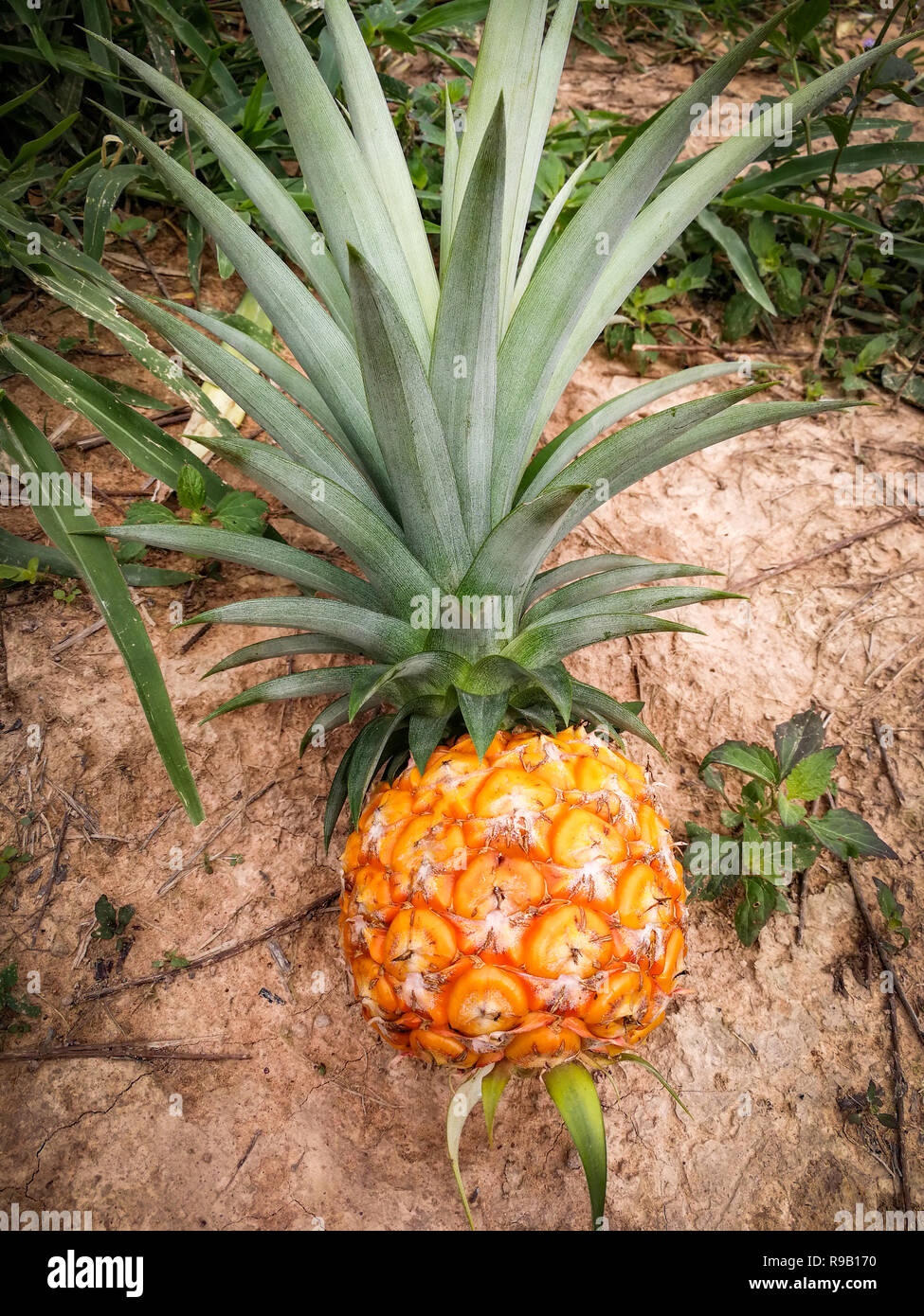 Ernte Ananas Feld Frische Reife Ananas In Farm Obst Und Garten