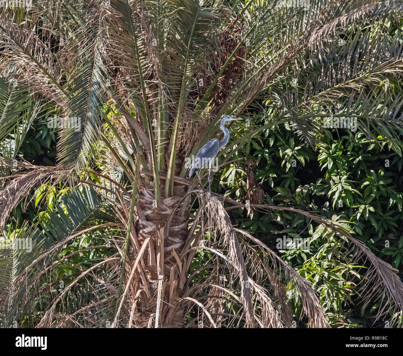 Graureiher Ardea cinerea Wild Bird stand auf der Palme River Bank Stockfoto